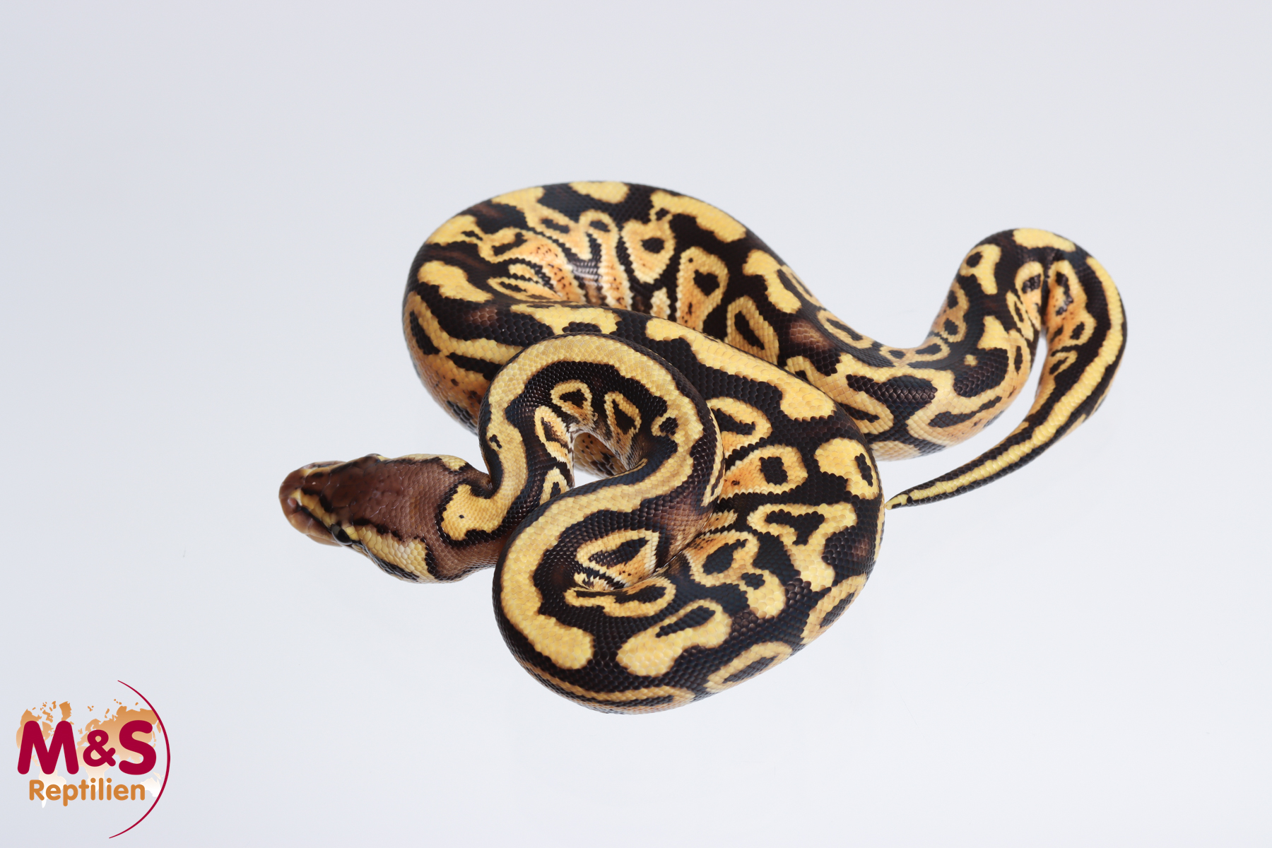 0.1 (Female) Pastel - Specter Königspython NZ´M&S´23 Python regius