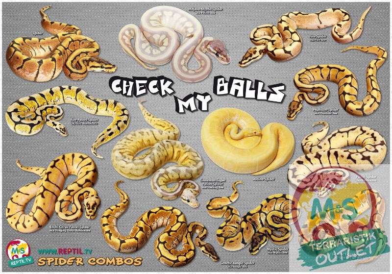 Poster  Königspython, Spider Combos "Check My Balls"