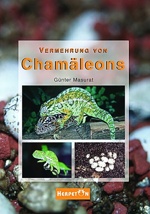 Vermehrung von Chamäleons (Günter Masurat)