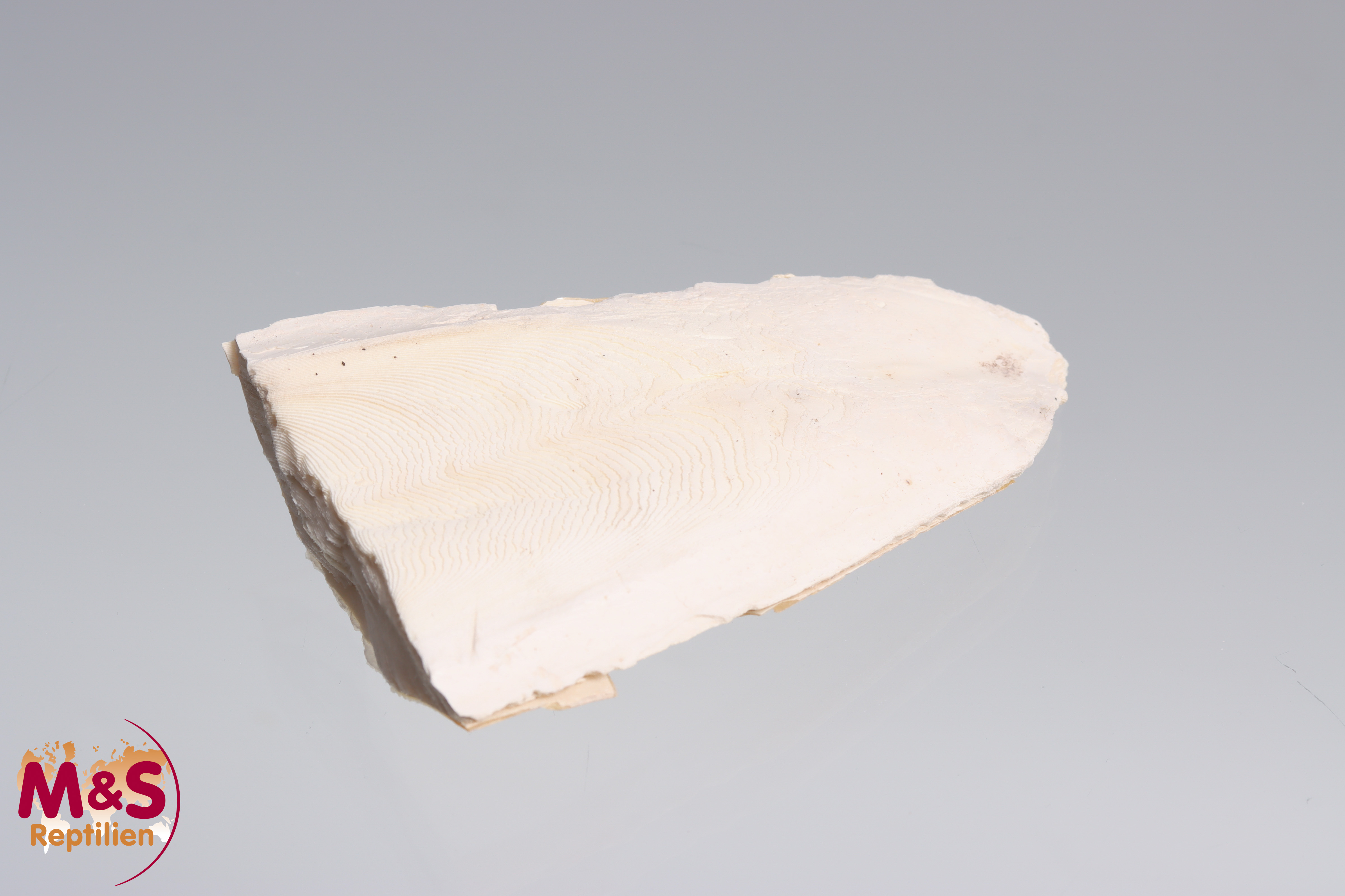 Sepia Schale, naturbelassen, XL (ca. 50 g, ca.15 cm)