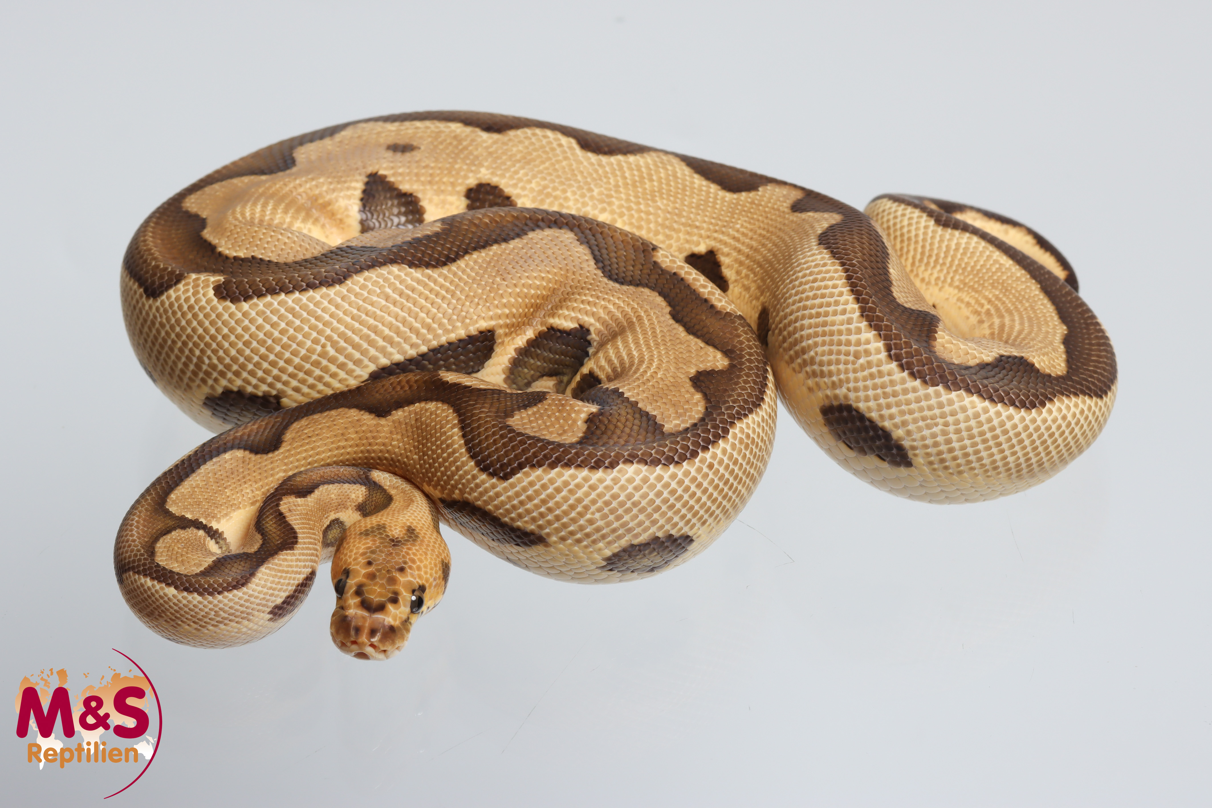 0.1 (Female) Clown Leopard Vanilla Königspython NZ´24 (subadult-adult) Python regius