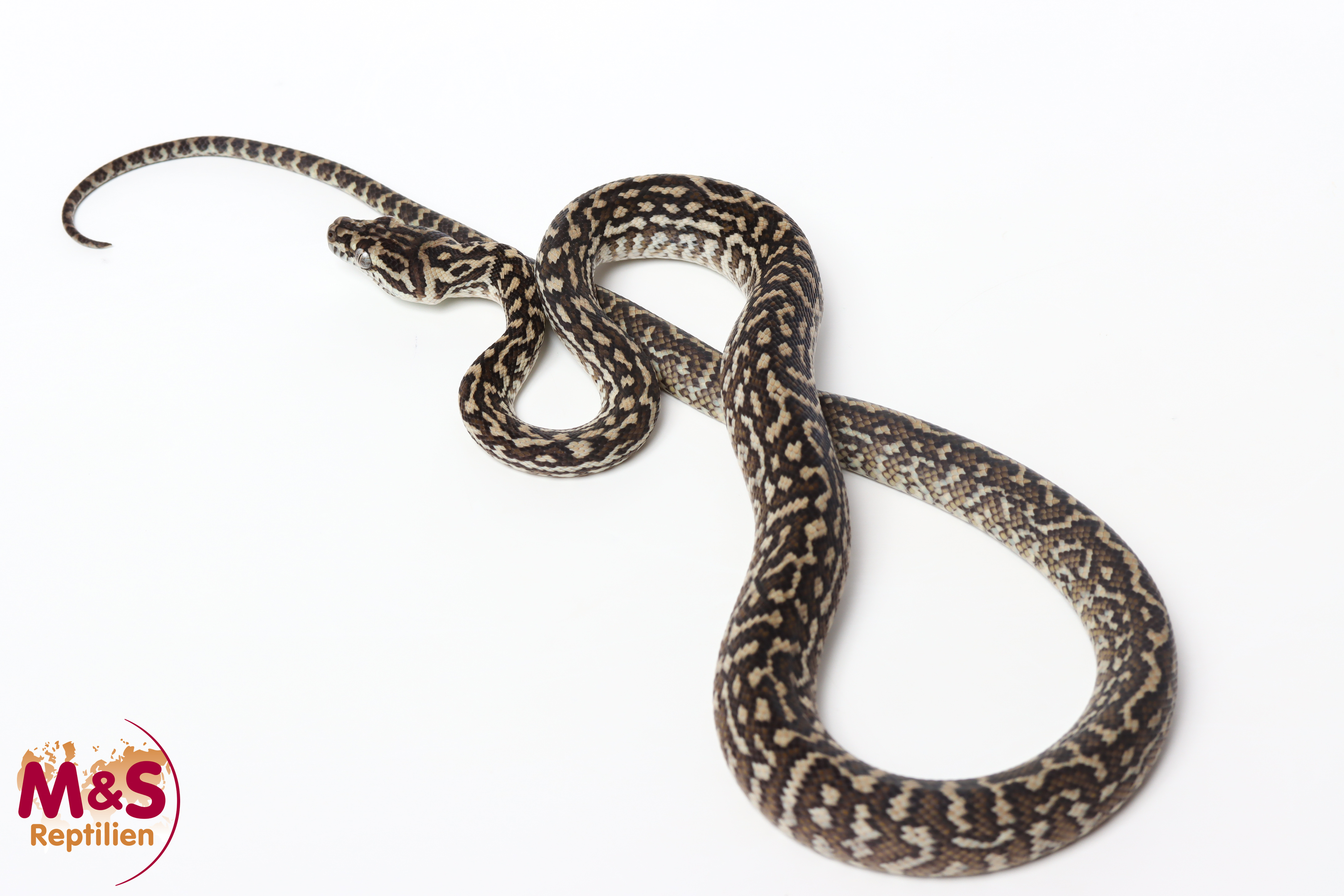 0.1 (Female) Caramel Zebra 100% het. Axanthic Teppichpython NZ’25 (ca.65cm) Morelia spilota (Originalbild)