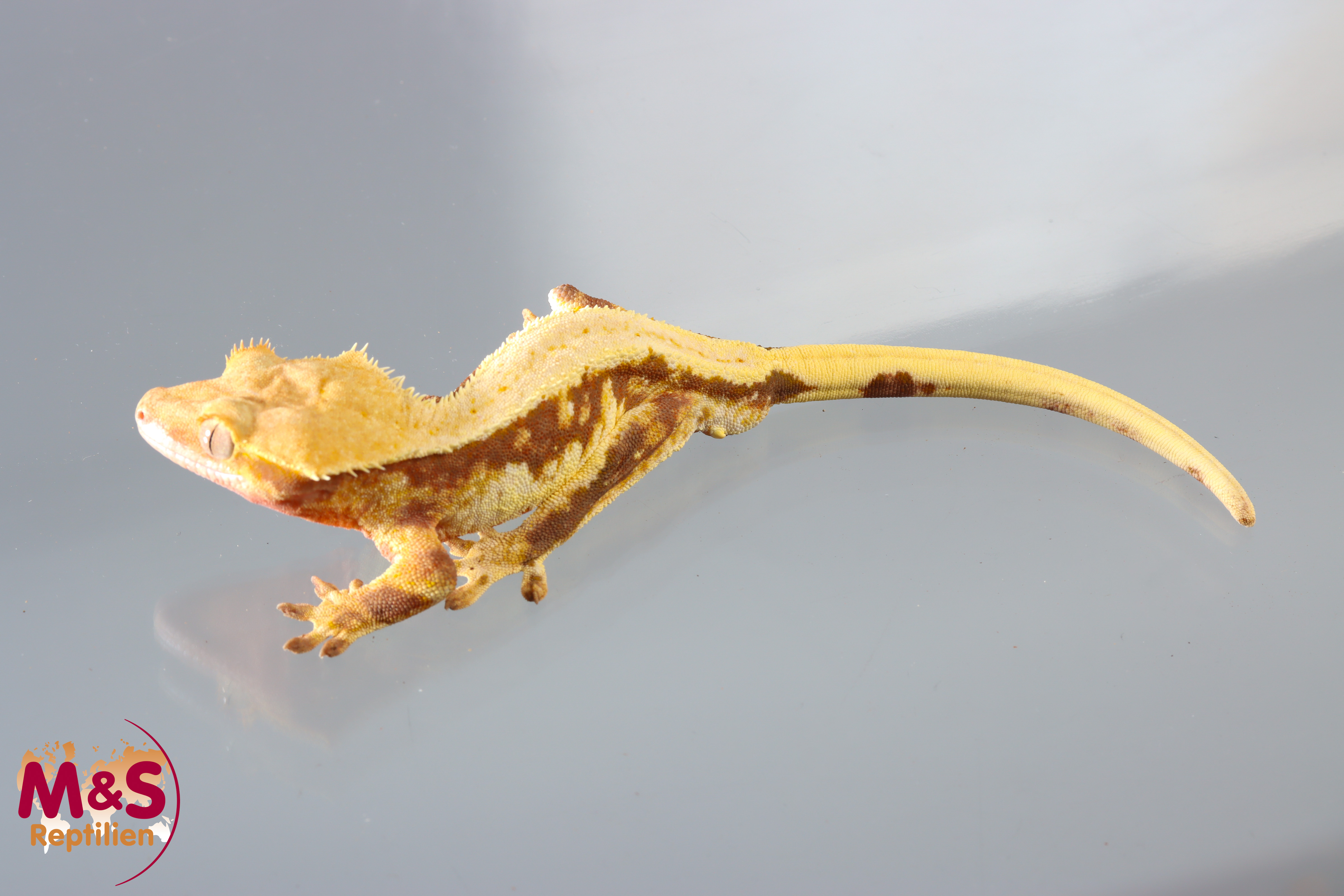 0.1 (Female) Riesengecko -Friedel x Friedel (small-medium) NZ´M&S 25 R. leachianus (Originalbild)