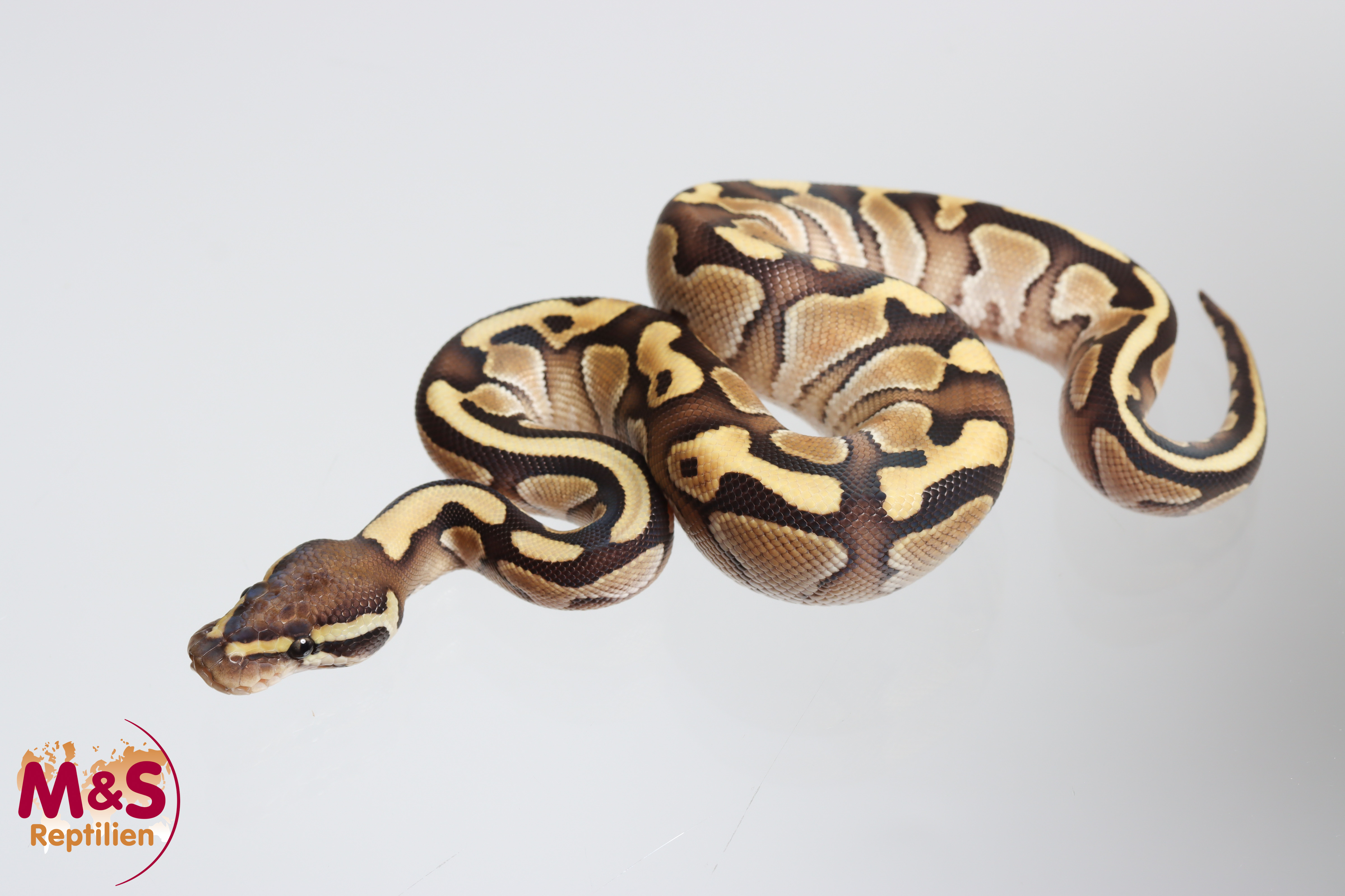 1.0 (Male) Lesser Königspython NZ´M&S´26 Python regius