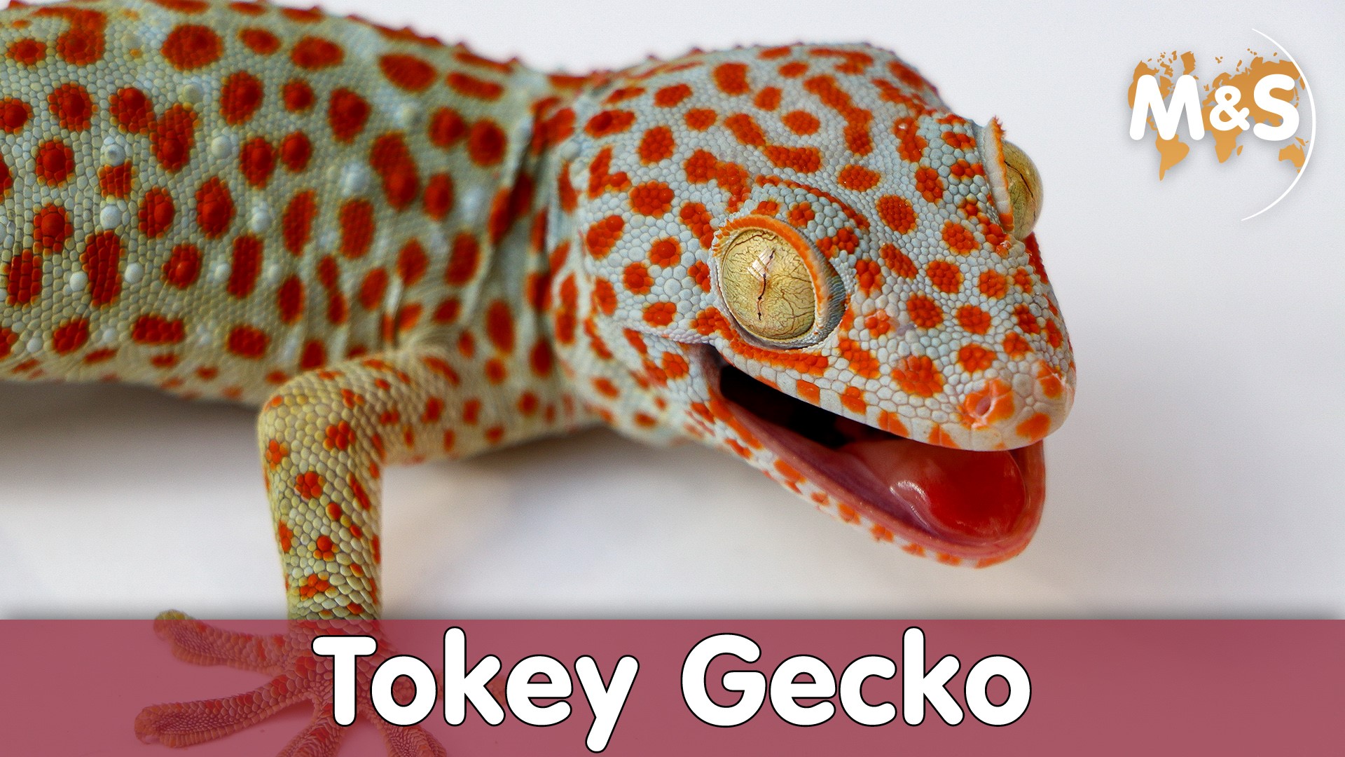 Tokeh - Gekko gecko