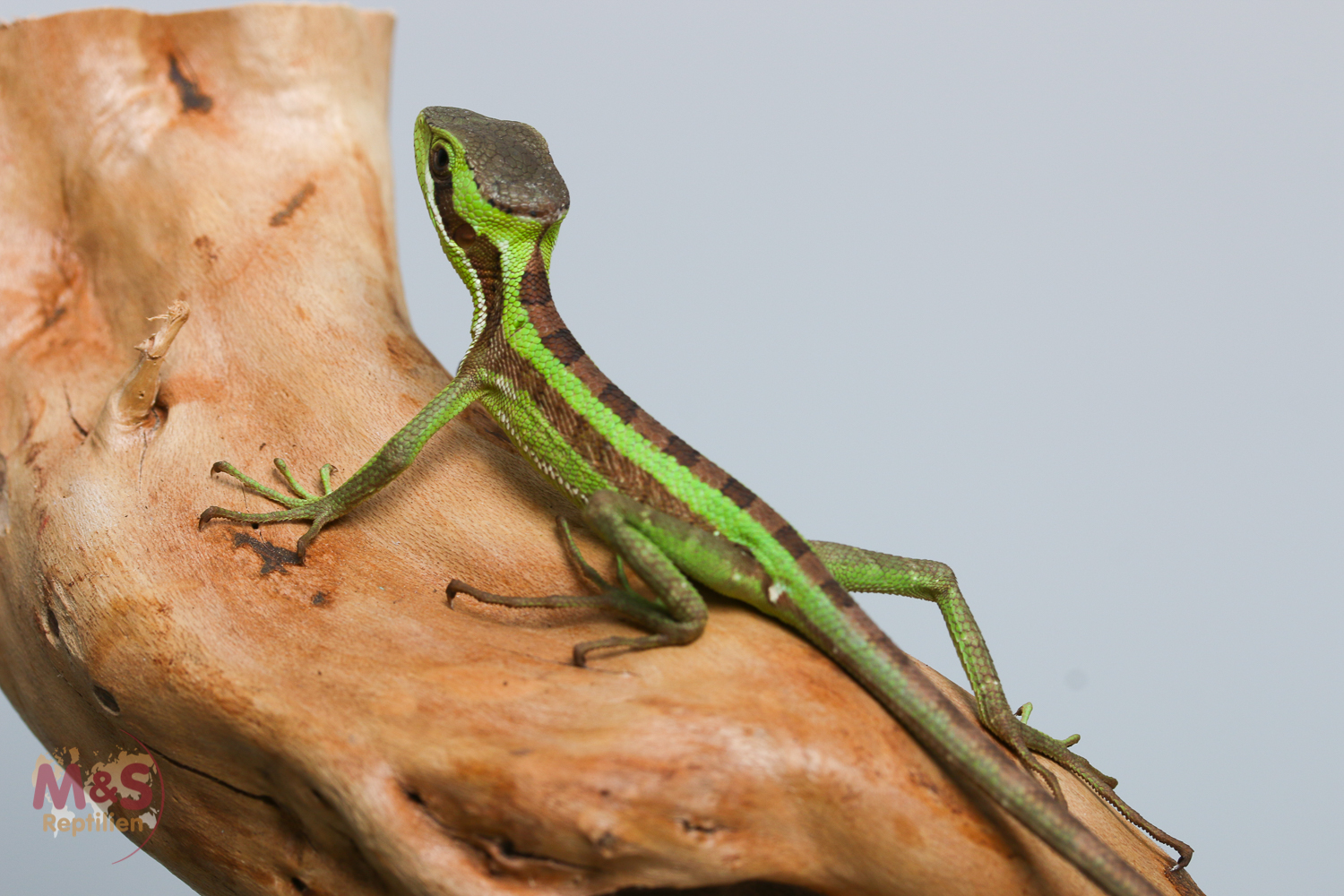0.1 (Female) Kronenbasilisk NZ' 26 (small) laemanctus longipes ( Symbolbilder )