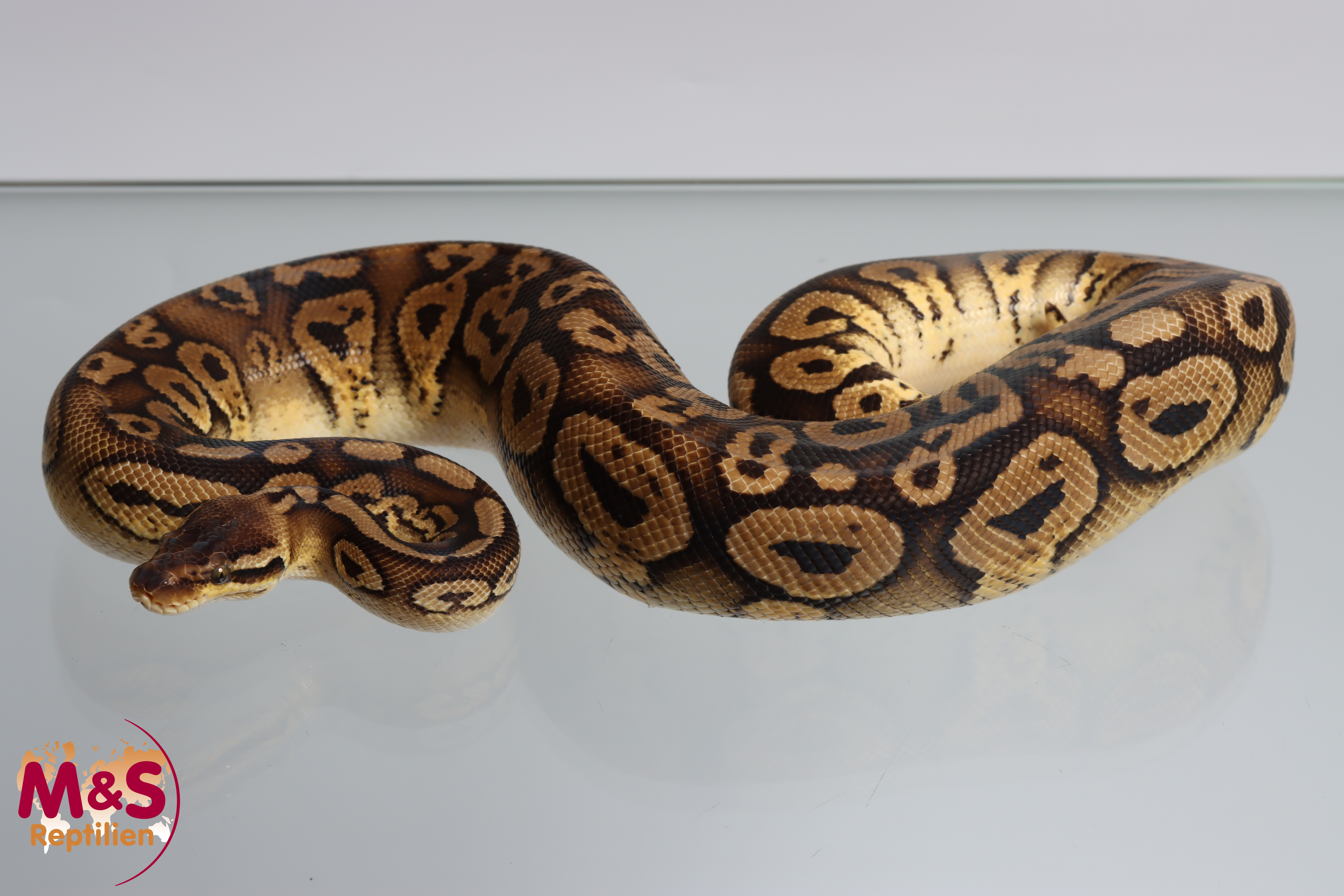 1.0 (Male) Copper Pastel Yellowbelly Königspython NZ´M&S´22 Python regius