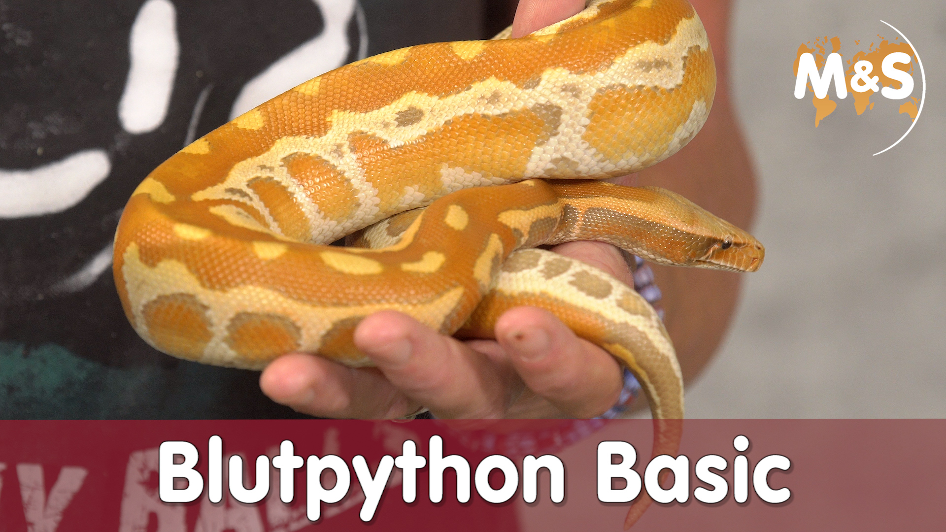 Folge 120- Blutpython / Kurzschwanzpython Basic