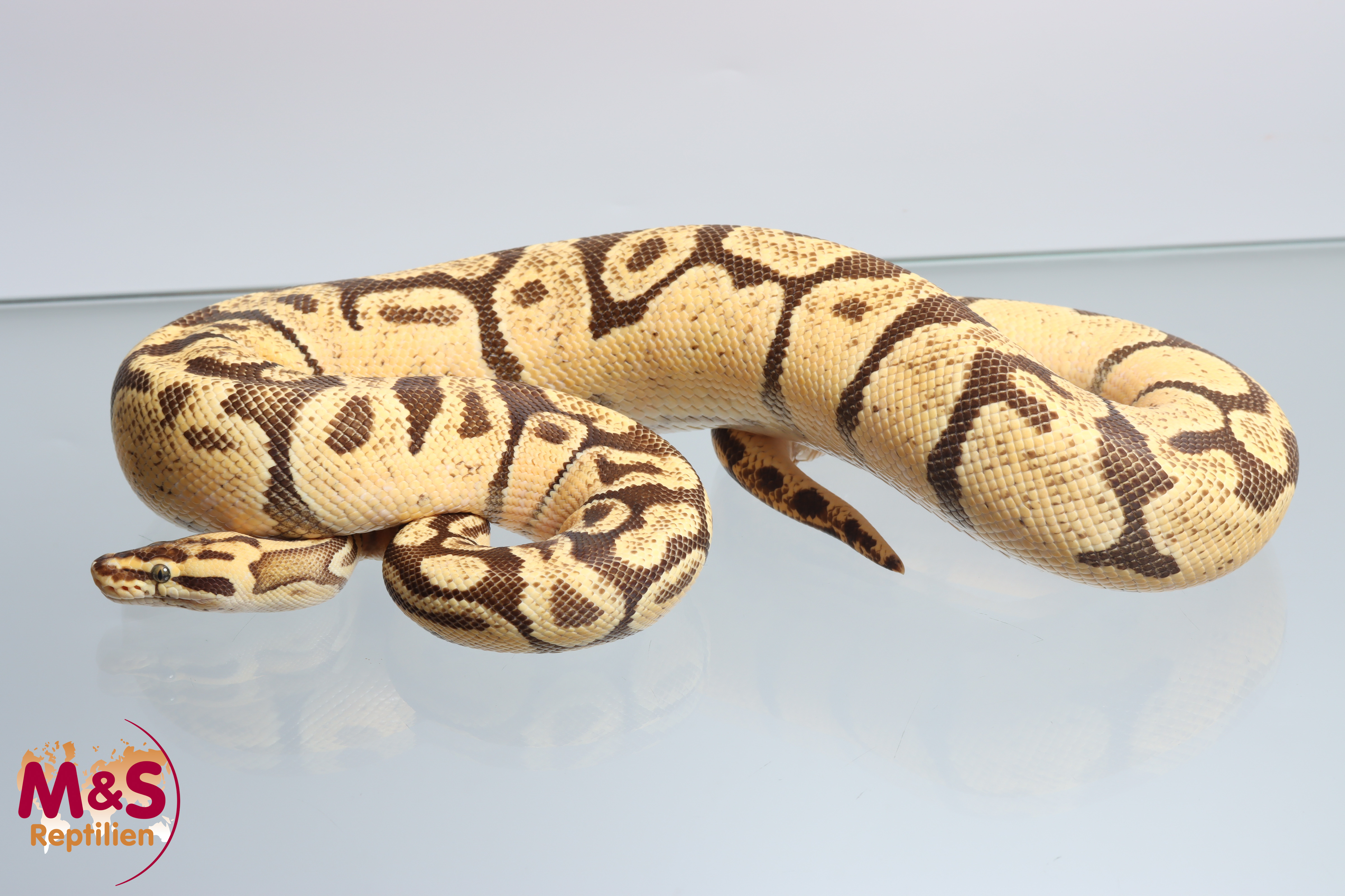 1.0 (Male) Pastel Enchi Königspython NZ´M&S´22 ( adult) Python regius