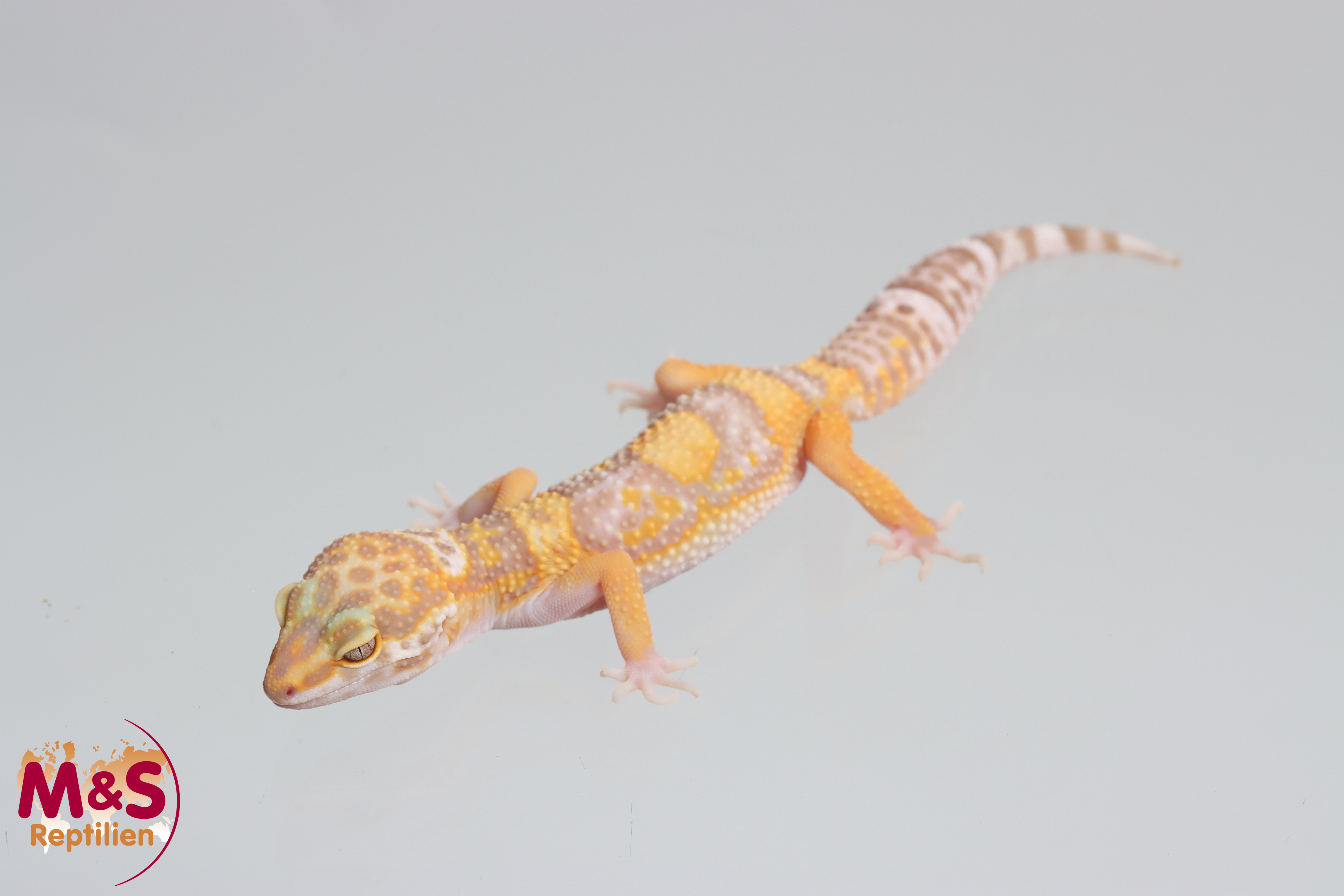 0.1 (Female) W+Y Mandarin Tremper Leopardgecko NZ´25 (small) E. macularius (Originalbild)