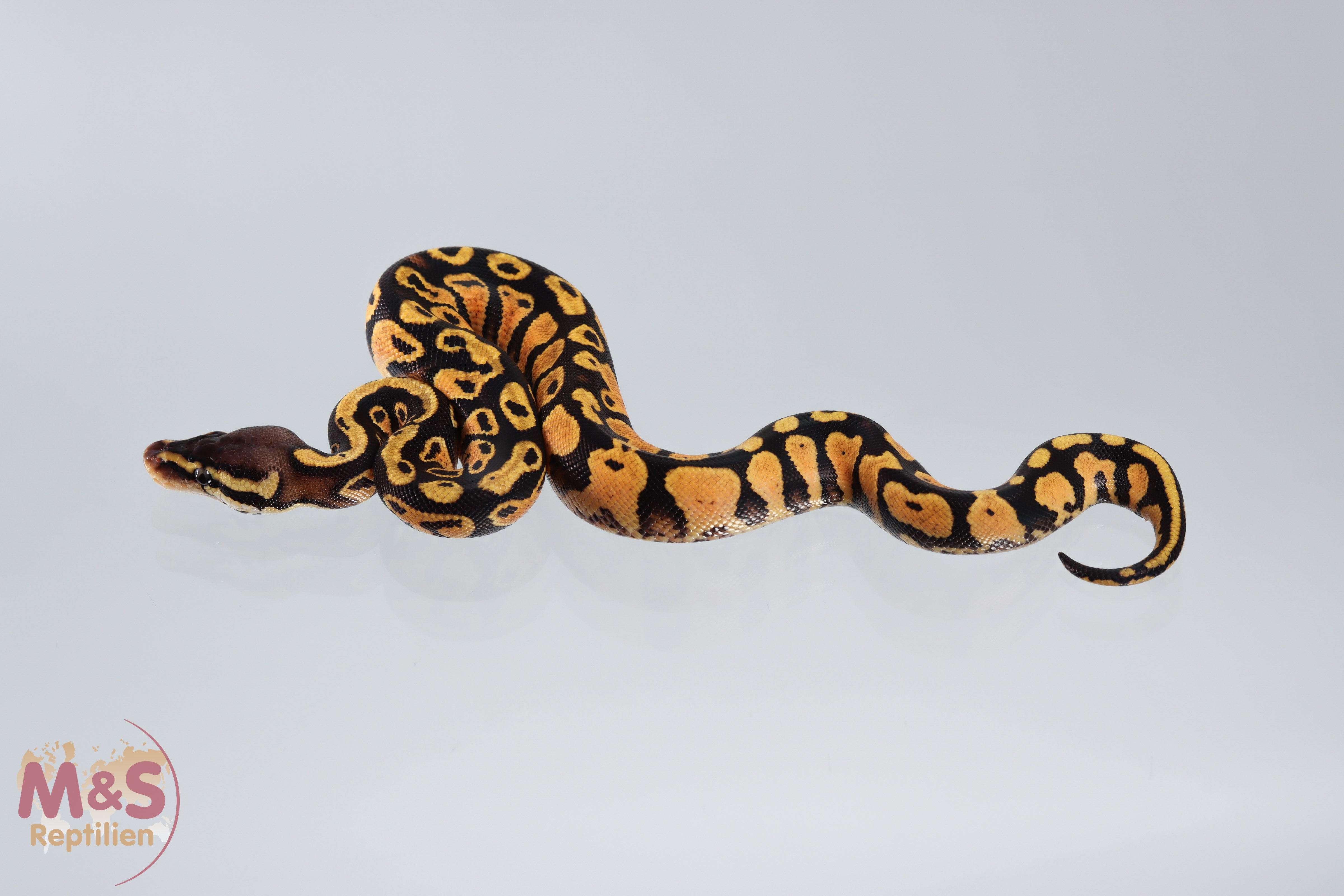 0.1 (Female) Gravel - Pastel Königspython NZ´M&S´21 Python regius