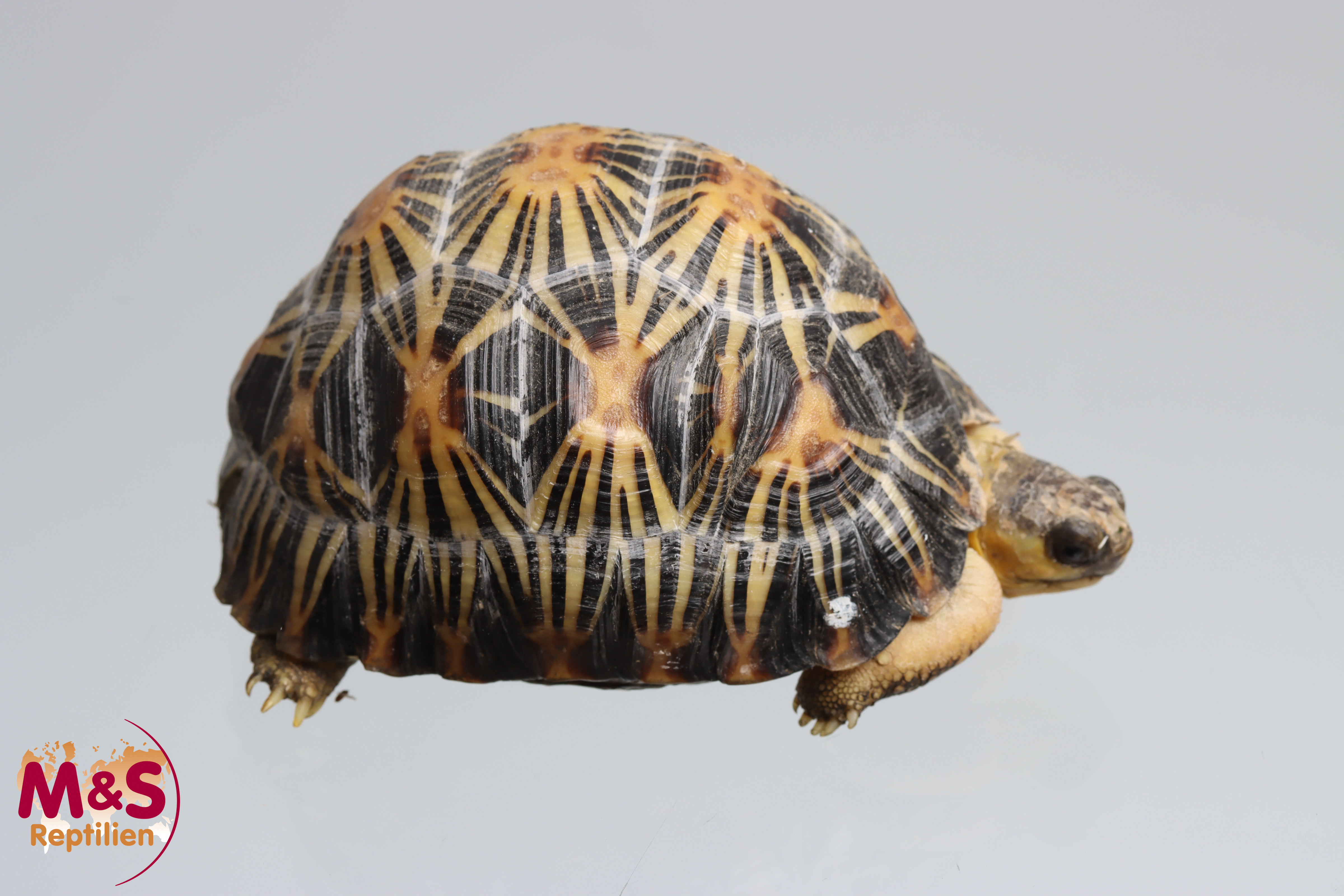 Strahlenschildkröte "High yellow" NZ´ 23 (ca. 10cm/270g ) Astrochelys radiata (Originalbild)