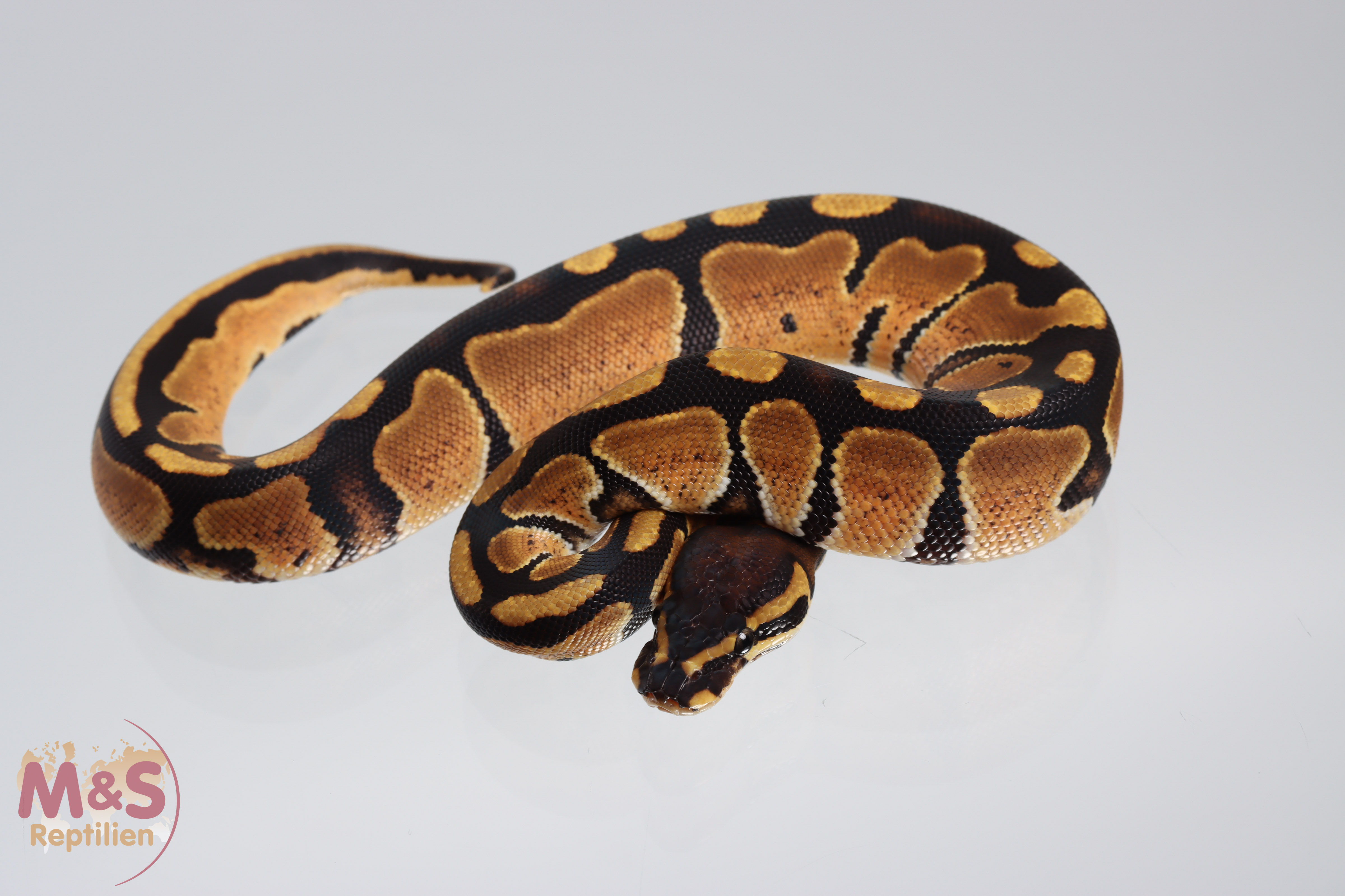 1.0 (Male) 100% hetero Piebald  66% poss. doppelhetero Cryptic/Clown Königspython NZ´M&S´25 Python regius