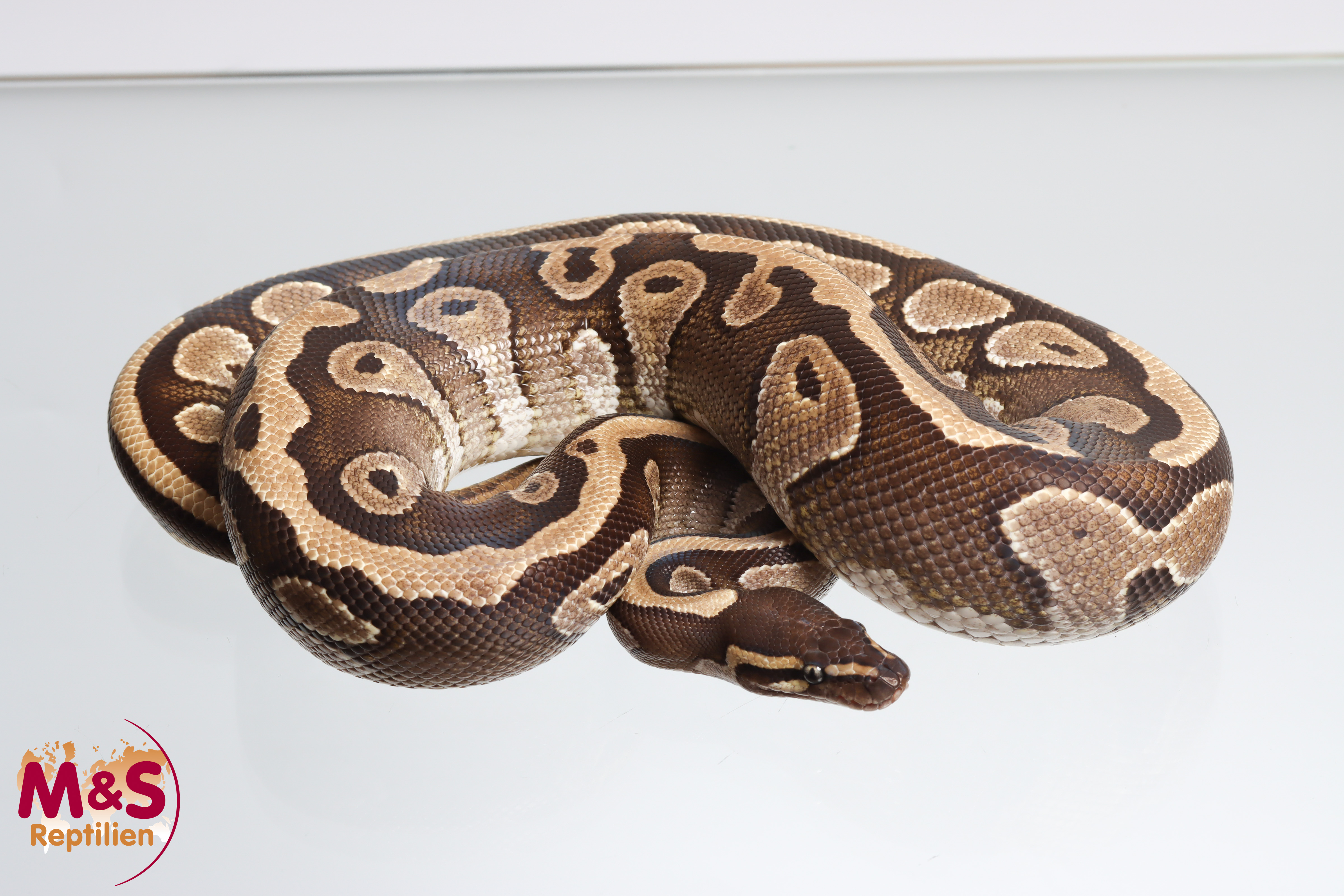 1.0 (Male) Mojave Königspython NZ' 22 (adult) Python regius