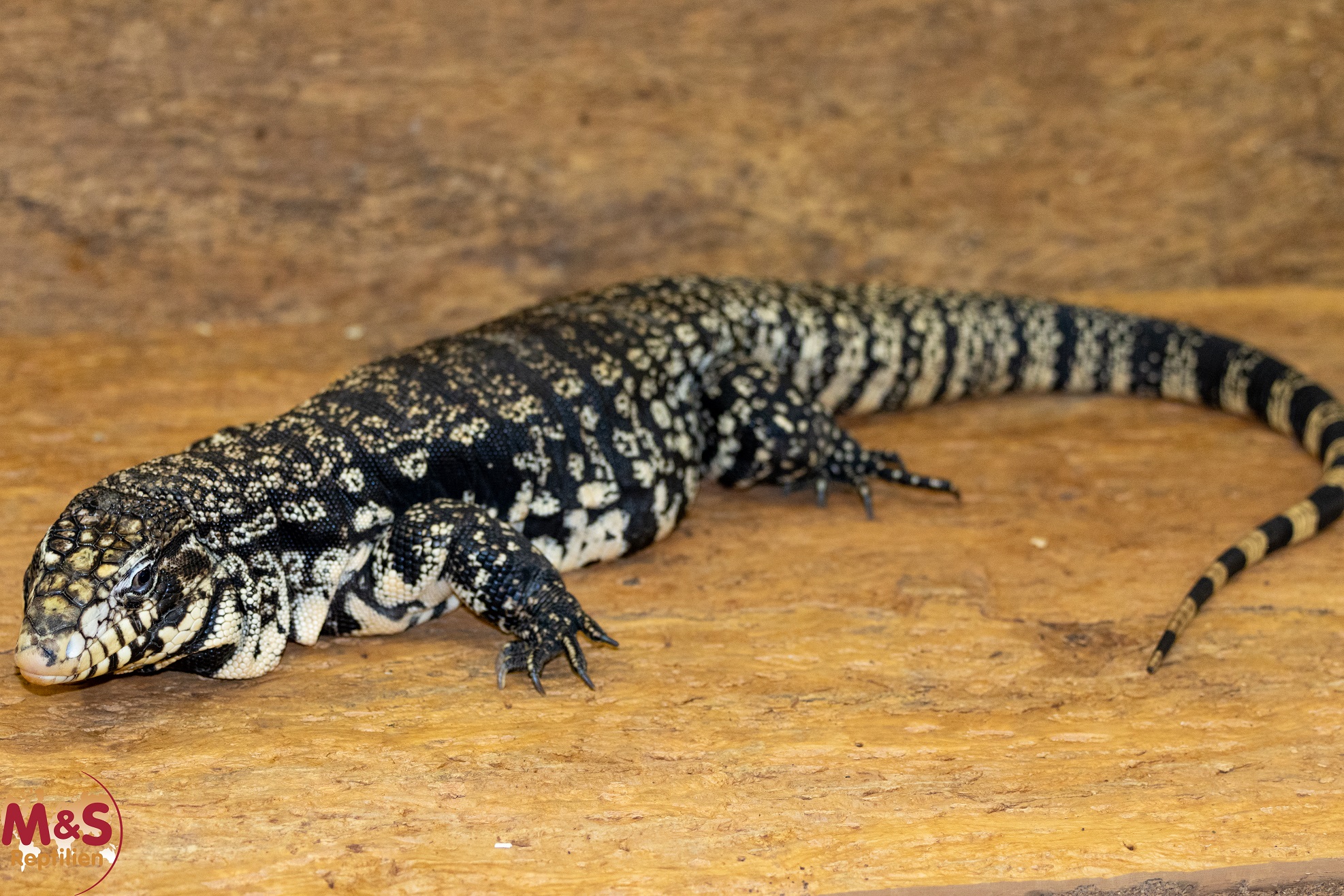 0.1 (Female) Schwarzer Argentinischer Teju NZ’ 22 (ca. 100cm) S.merianae (Originalbild)