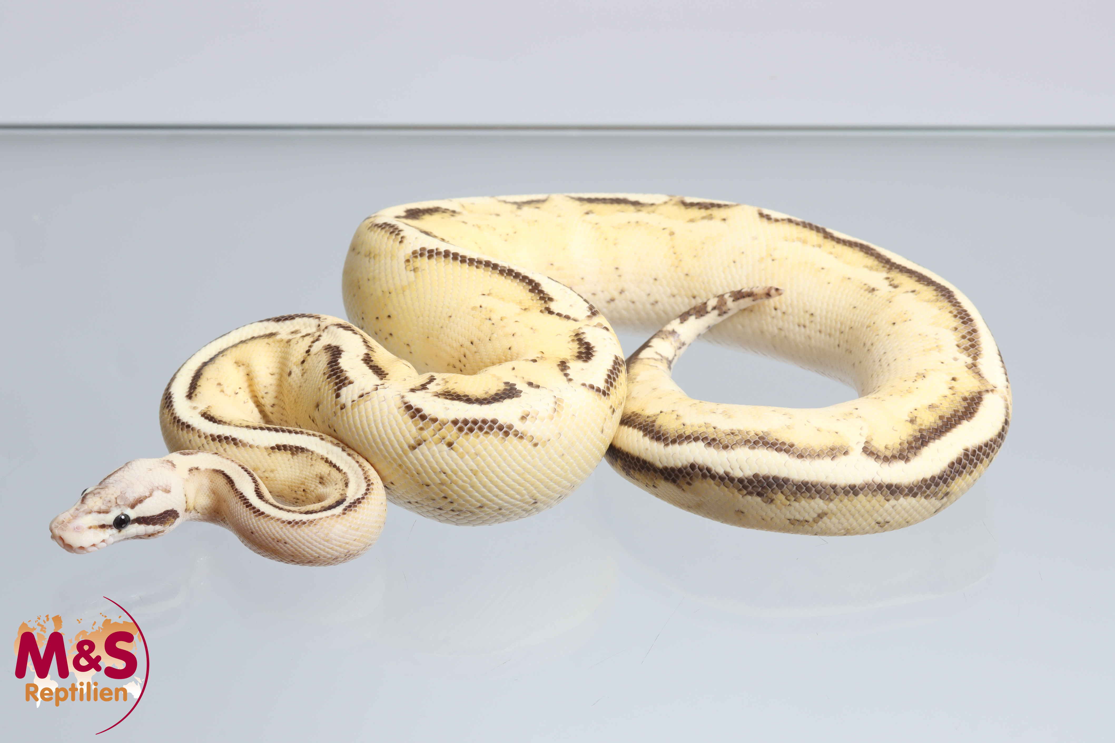 0.1 (Female) Highway-Pastel Königspython NZ´M&S´23 (adult)  Python regius