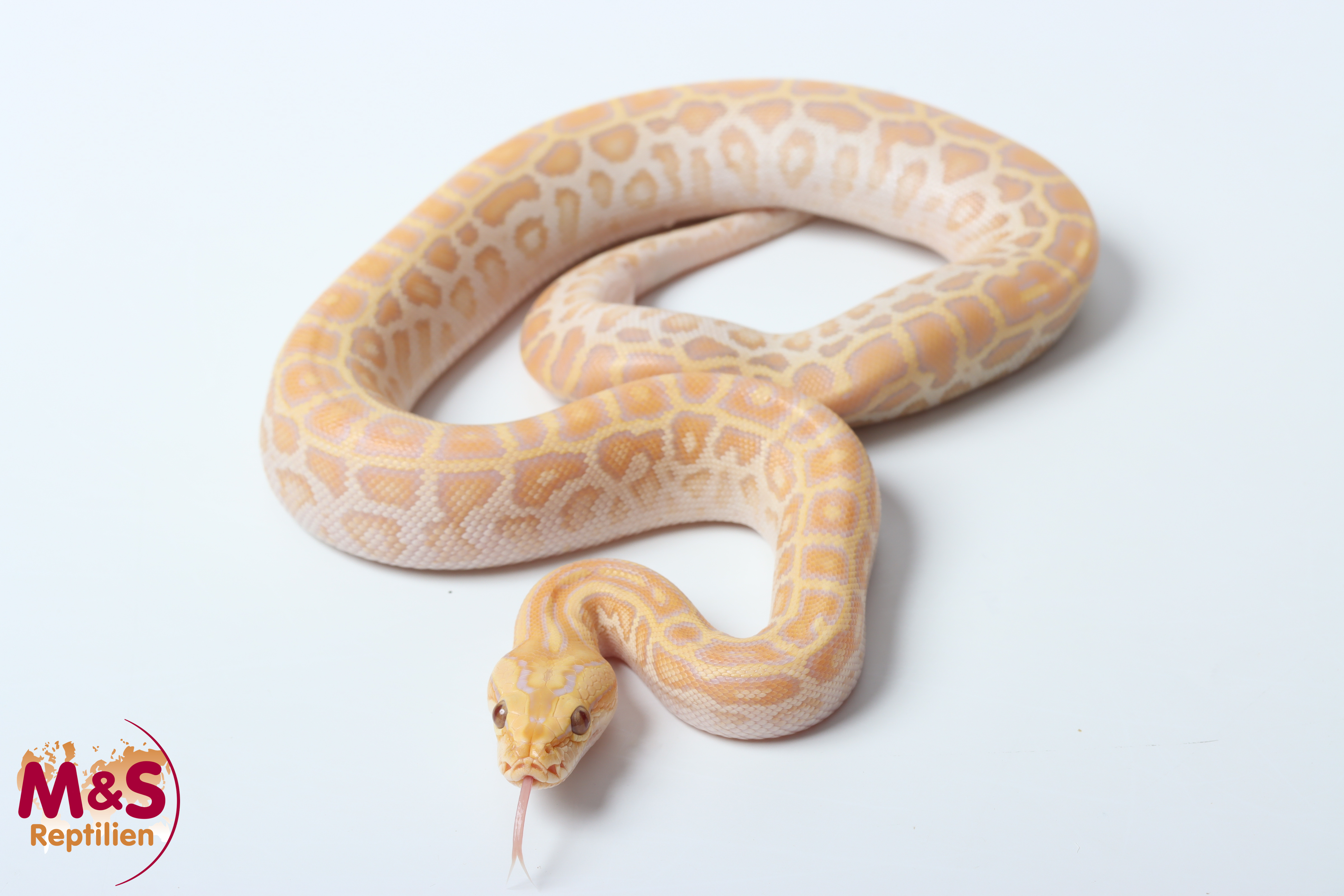1.0 (Male) Hypo Caramel Tigerpython NZ'26 (ca.40cm) Python bivittatus
