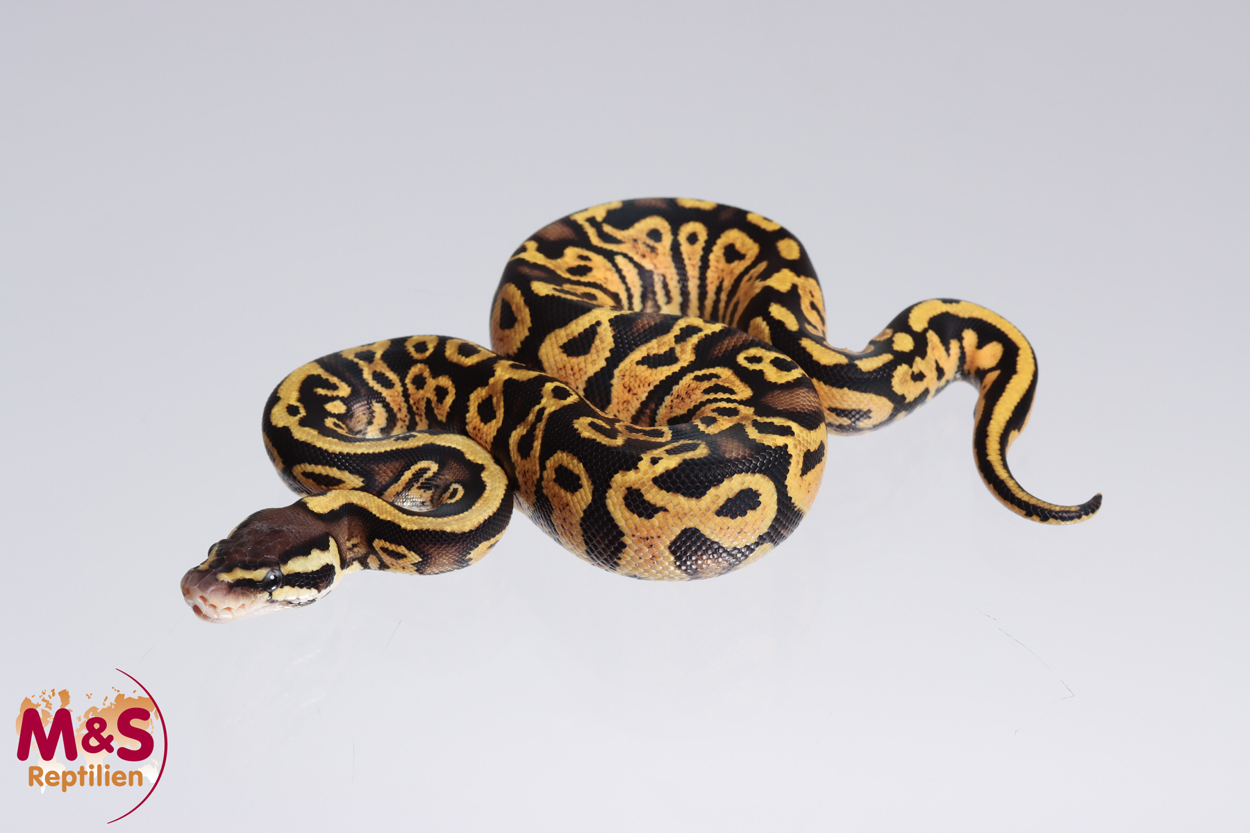 0.1 (Female) Gravel - Pastel Königspython NZ´M&S´23 Python regius