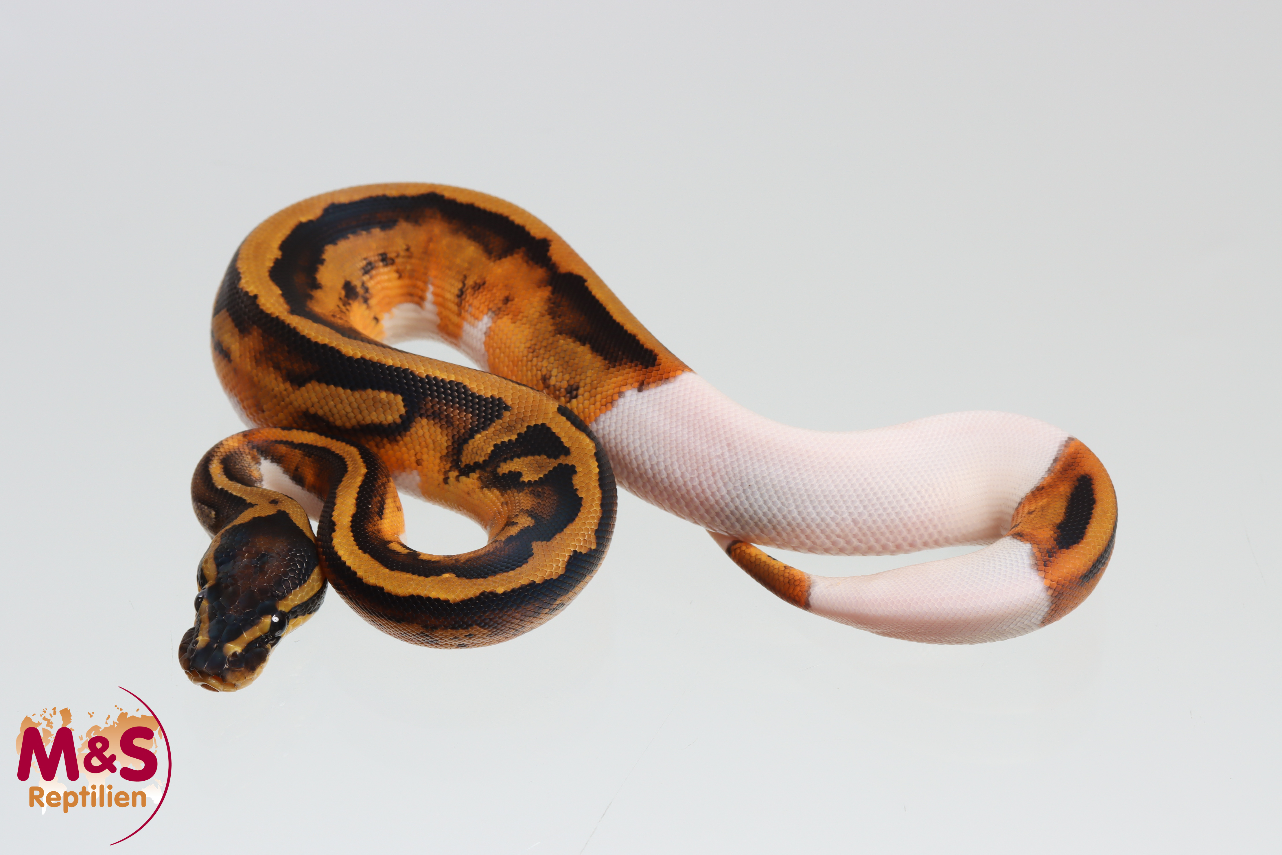 0.1 (Female) Piebald poss. Gene X poss. Leopard poss.YB Königspython NZ´M&S´26 Python regius