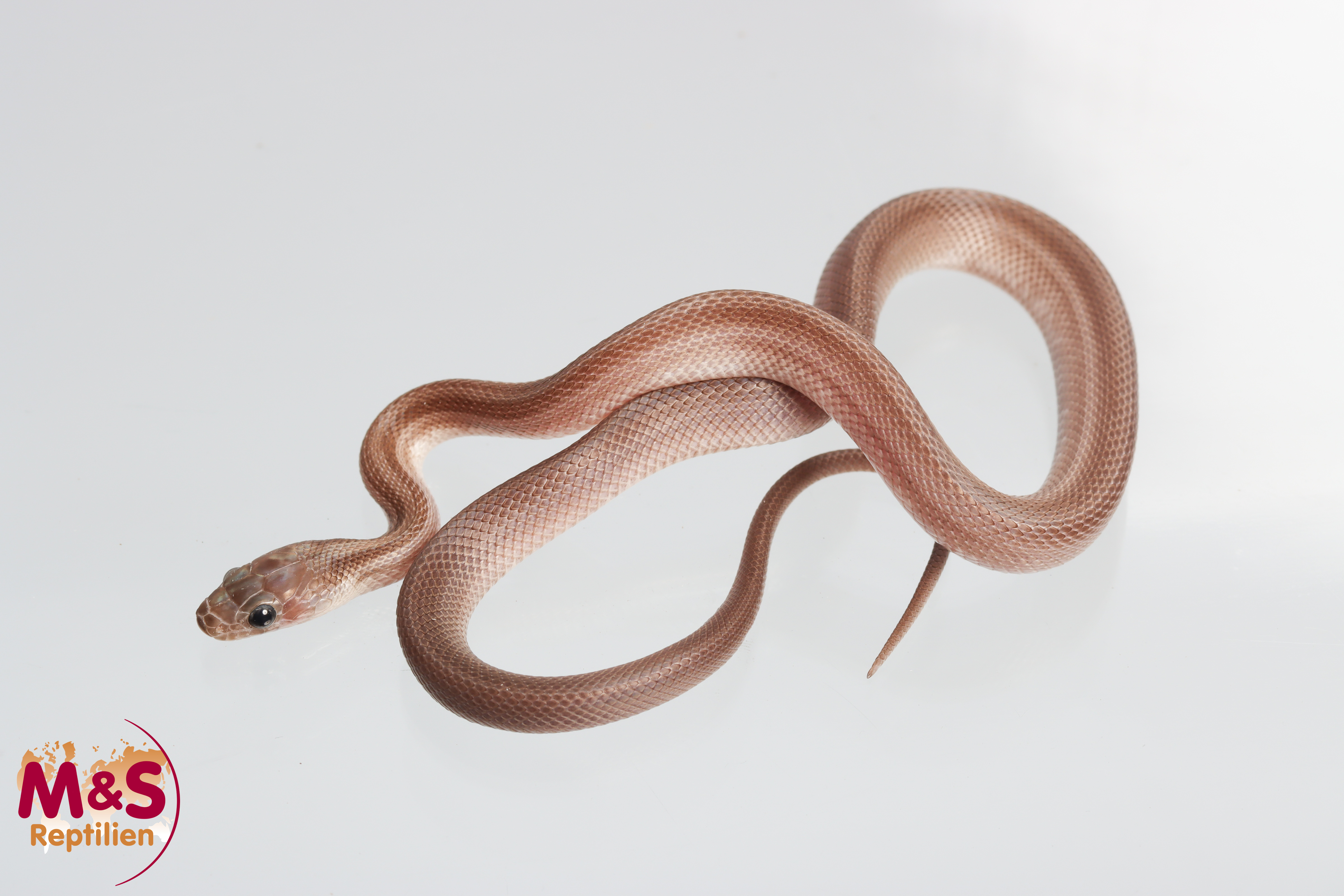 Striped Pewter Kornnatter NZ´25 (ca.30cm) Pantherophis guttatus (Symbolbild)