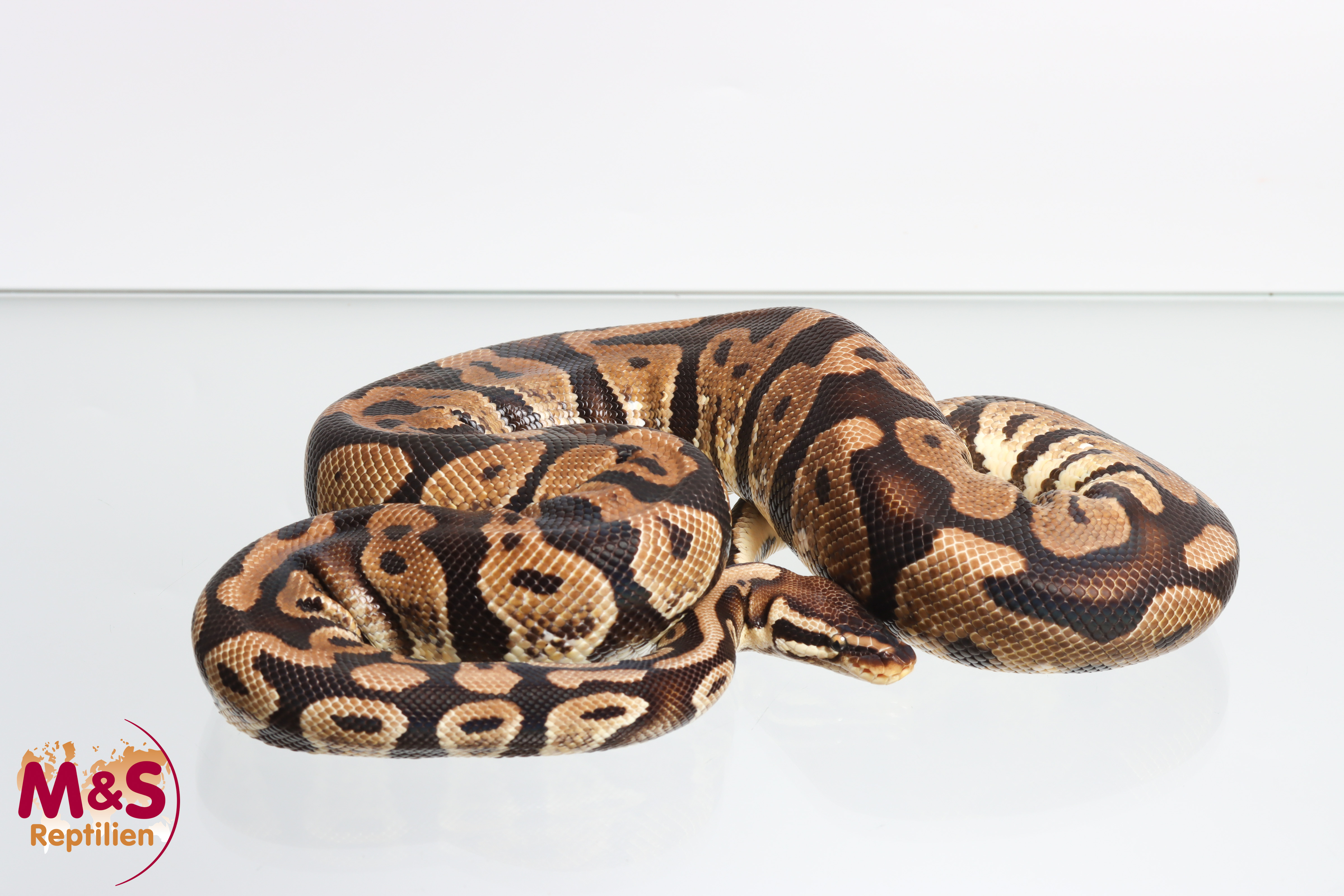 0.1 (Female) Pastel 100% doppel hetero Albino - Piebald Königspython NZ´M&S´16 Python regius