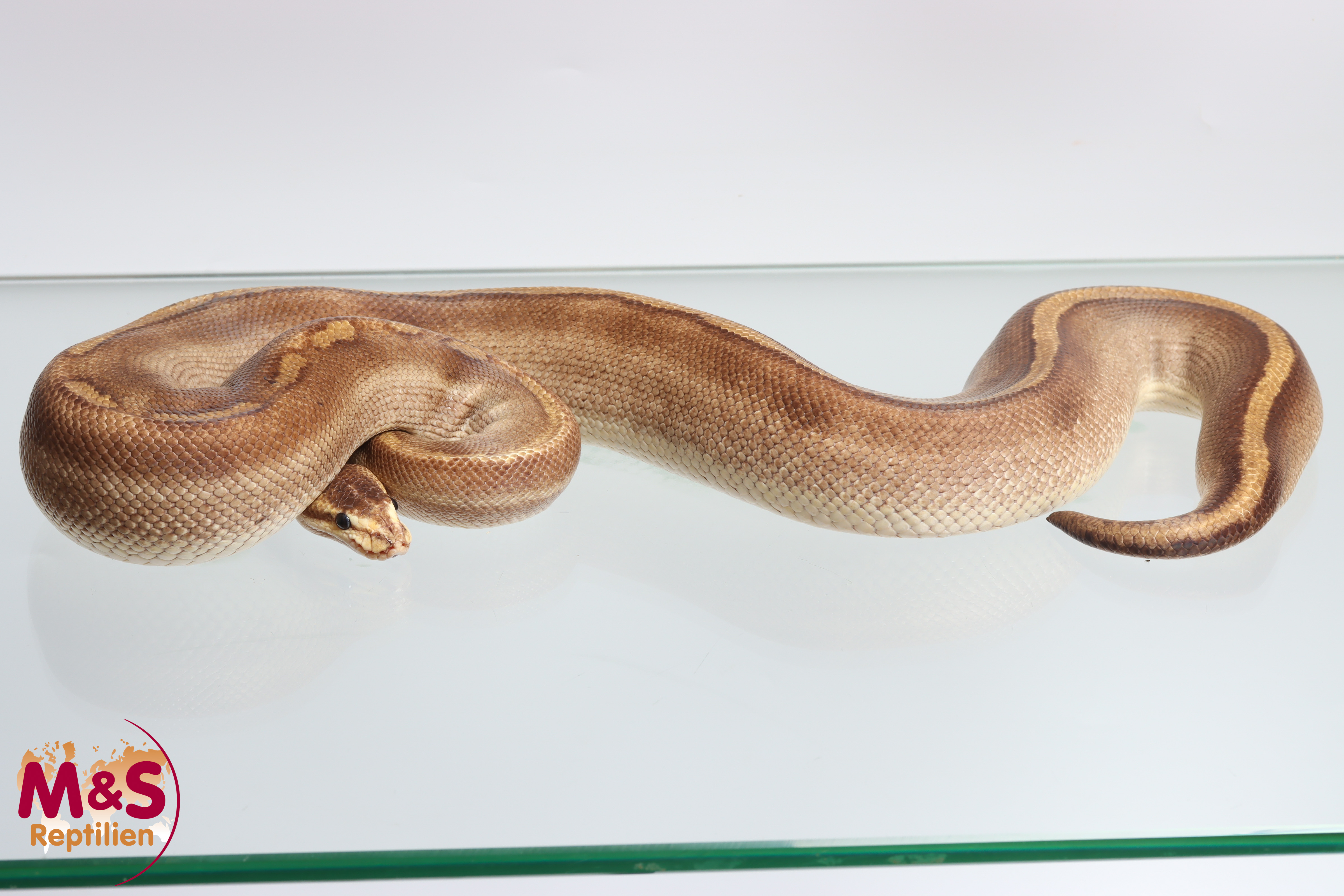 Champenge Royal Python 1.0 (Male) Champagne Königspython NZ'17 Python regius | 17Champ1588m ...