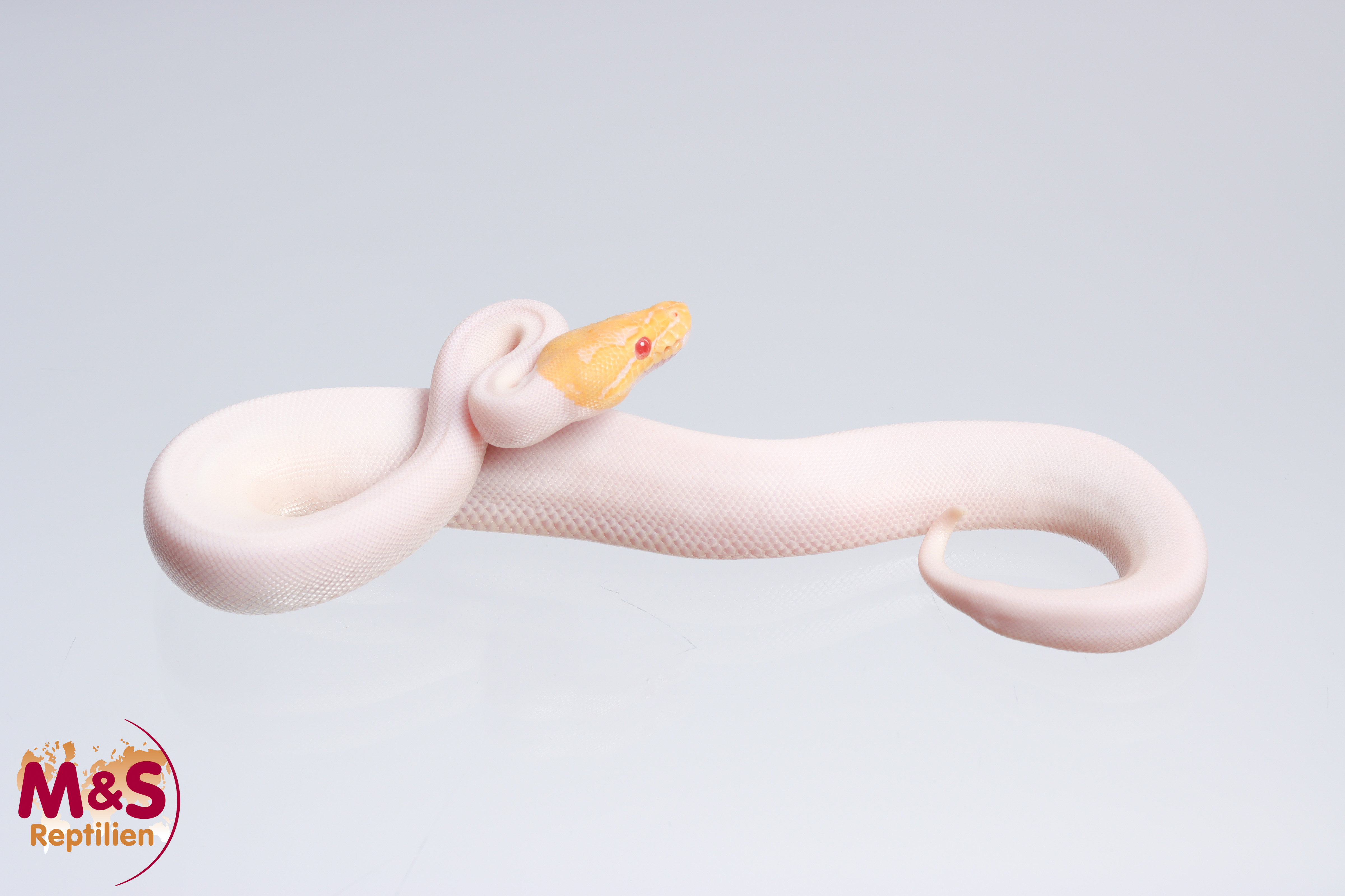 1.0 (Male) Albino - Piebald - Spider Königspython NZ´M&S´22 Python regius