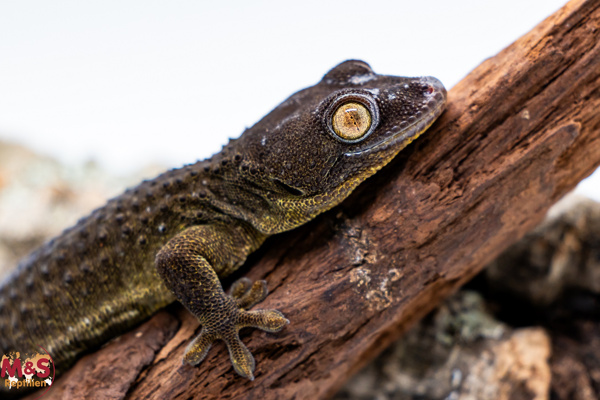 1.0 (Male) Tokeh Gecko ''Powder Blue'' (subadult) NZ'24 Gekko gecko