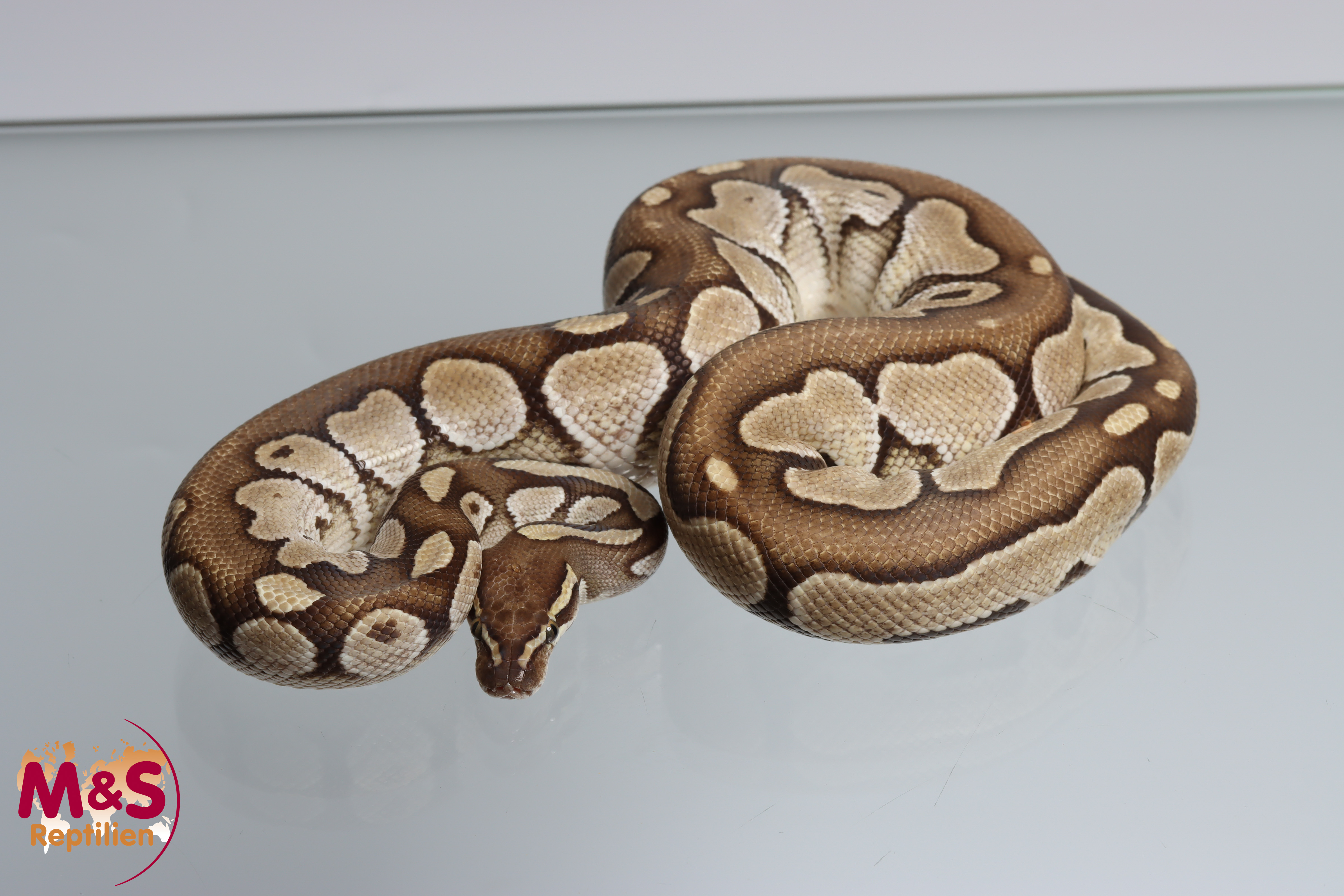 1.0 (Male) Black Head - Lesser Königspython NZ´M&S´21 (adult)  Python regius