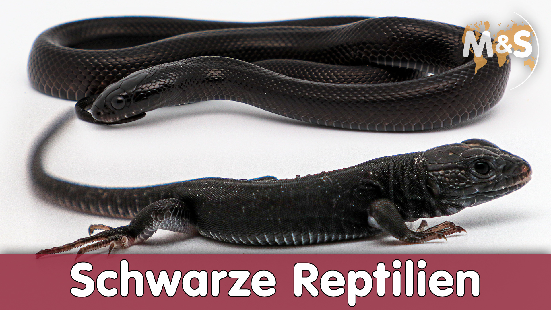 SCHWARZ geht immer! | Schwarze Reptilien (Schlangen & Echsen)