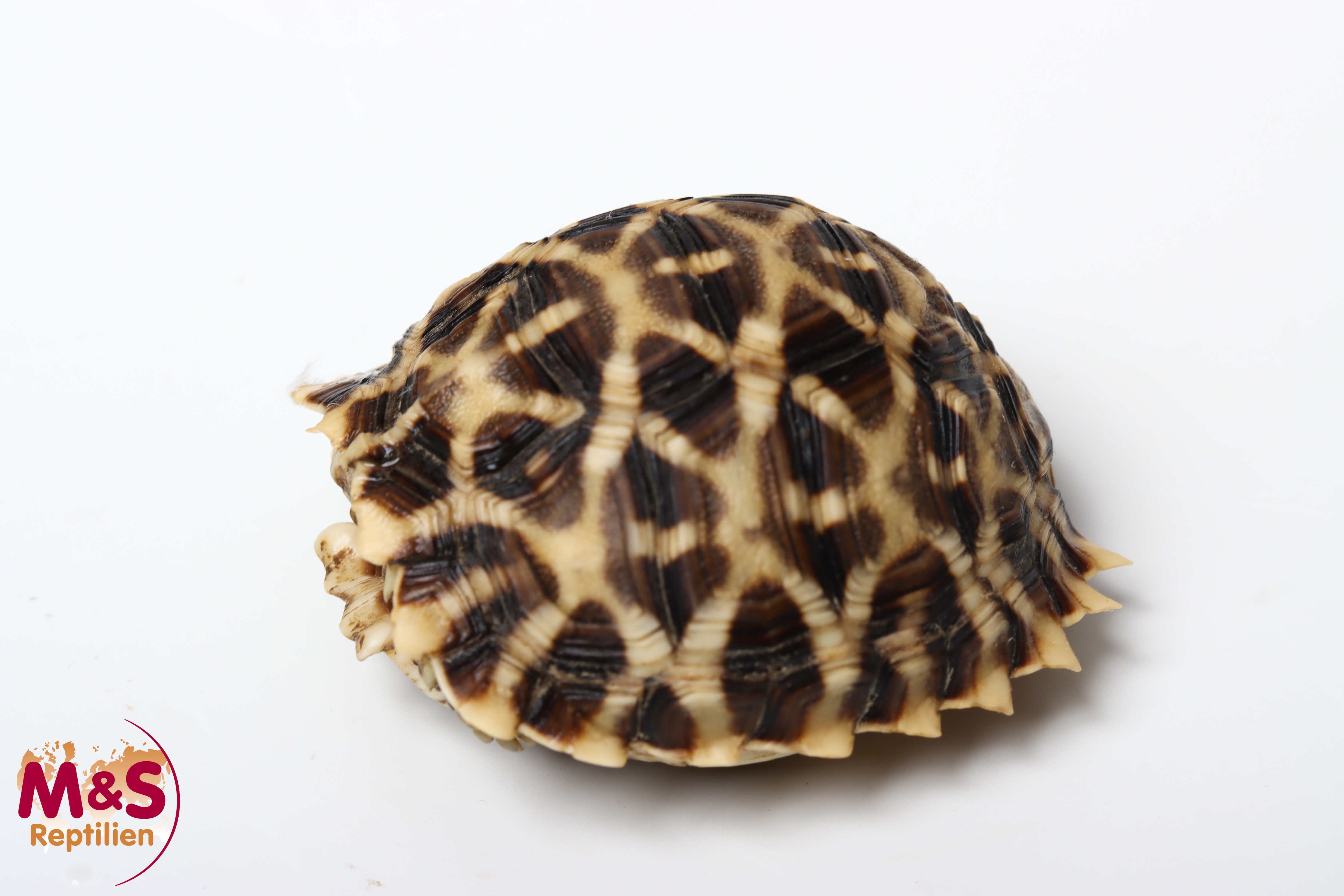 Kalahari Stachelrand-Landschildkröte (ca. 5-6cm) NZ´25 Psammobates oculiferus (Originalbild)