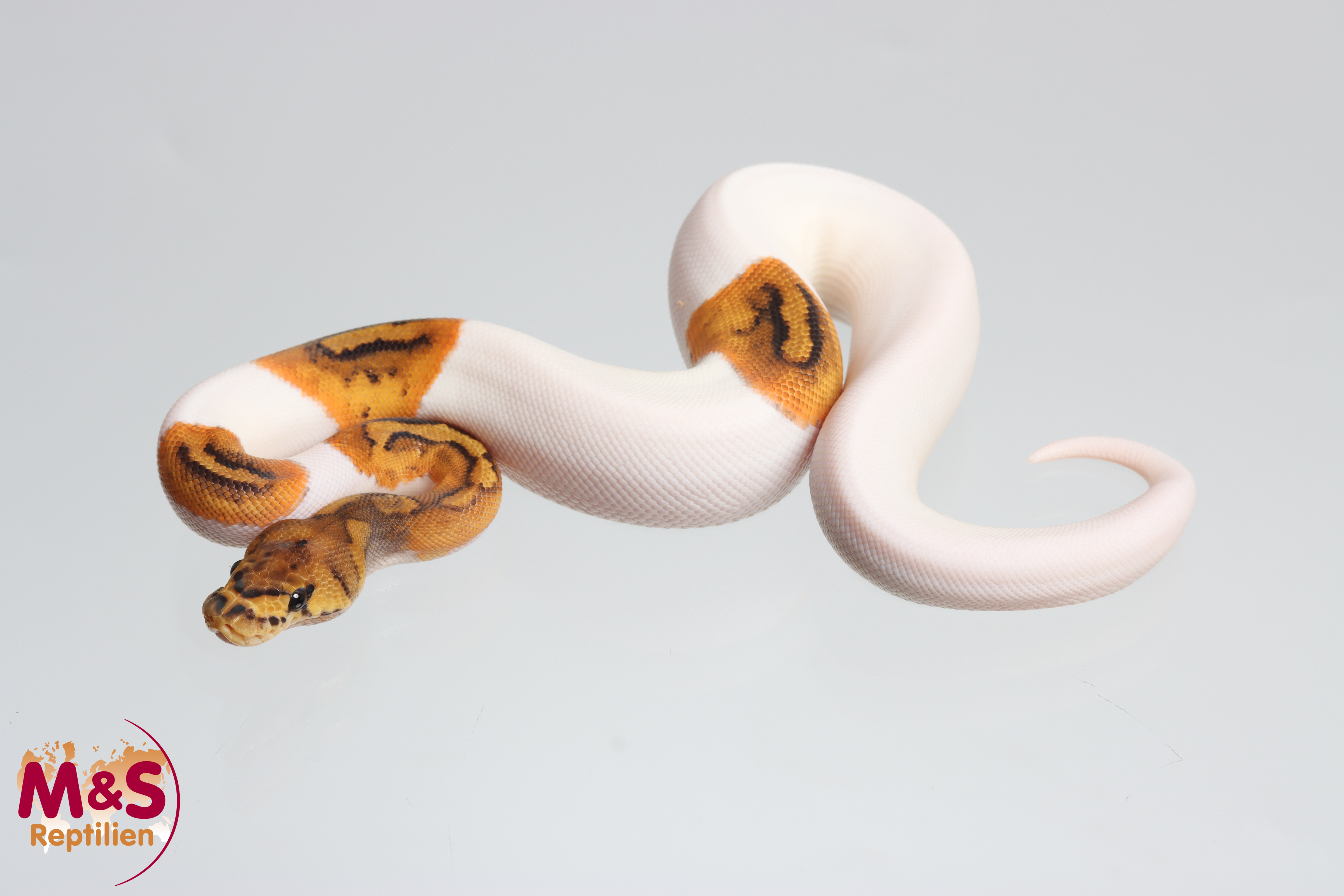 0.1 (Female) Clown Piebald poss het Lavender Königspython NZ´M&S´25 Python regius