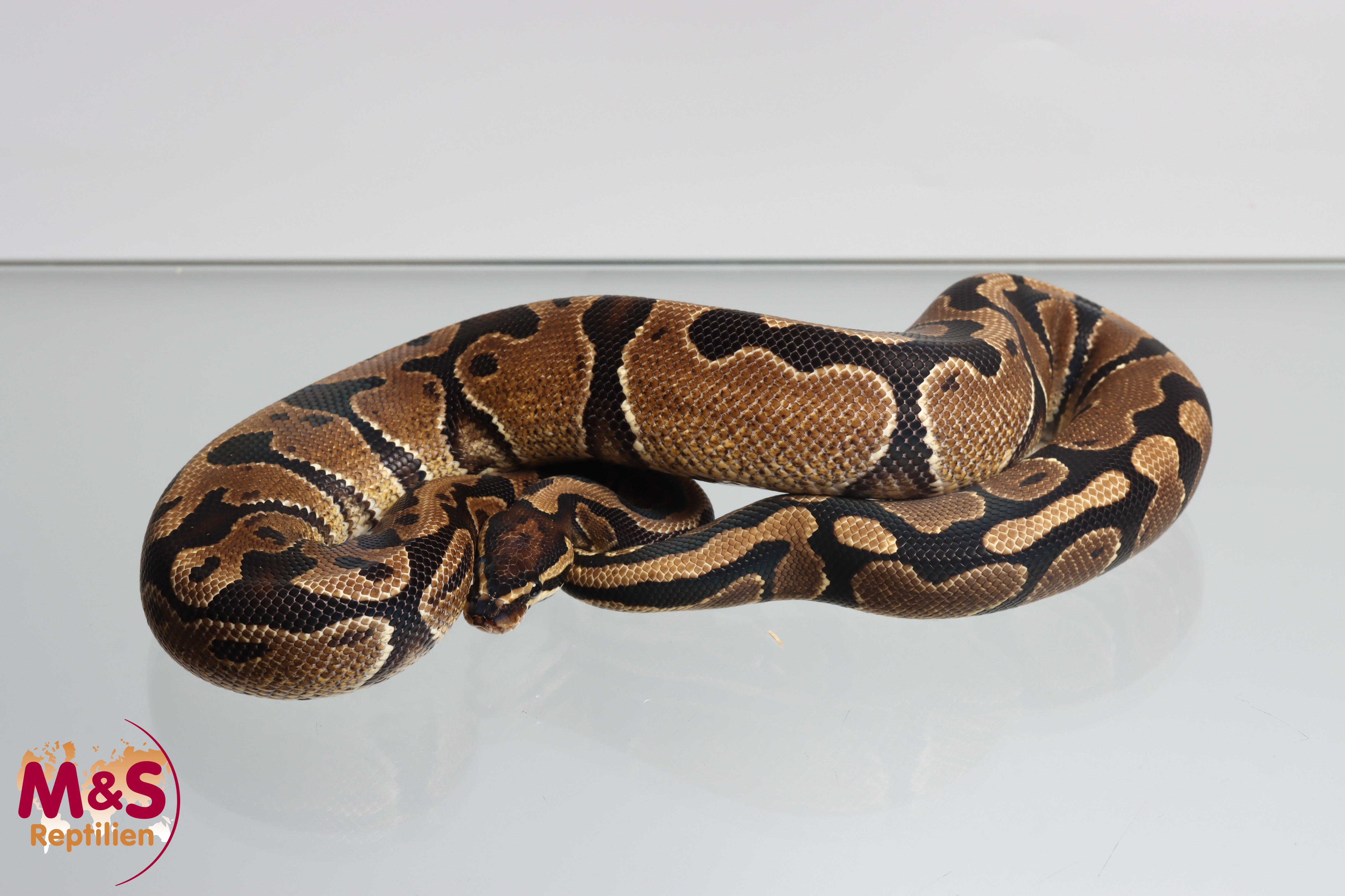 1.0 (Male) Gravel Königspython NZ´M&S´23 (adult) Python regius