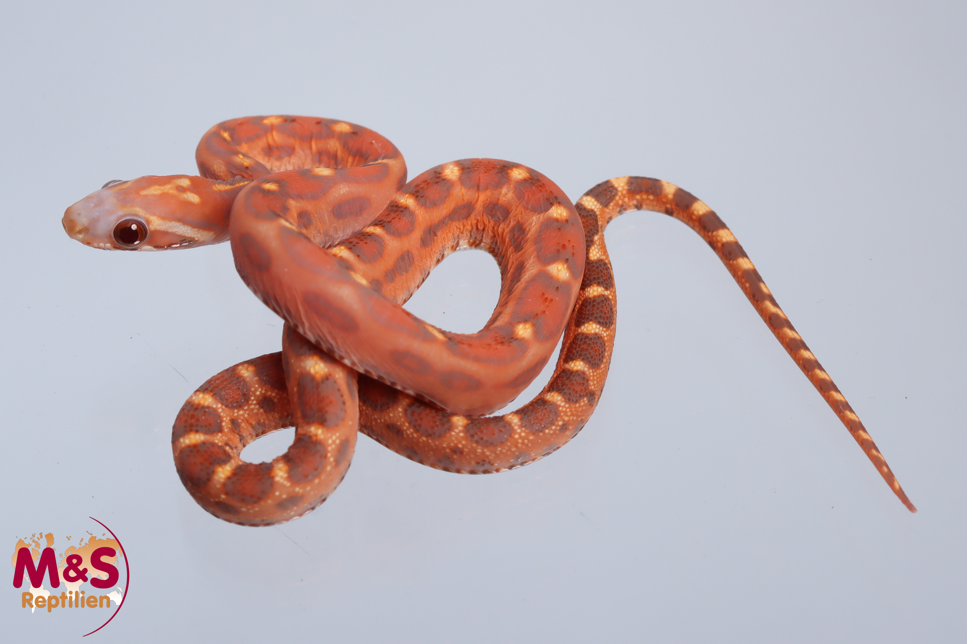 Motley Scaleless Kornnatter NZ' 24 (small)  Pantherophis guttatus (Symbolbild)