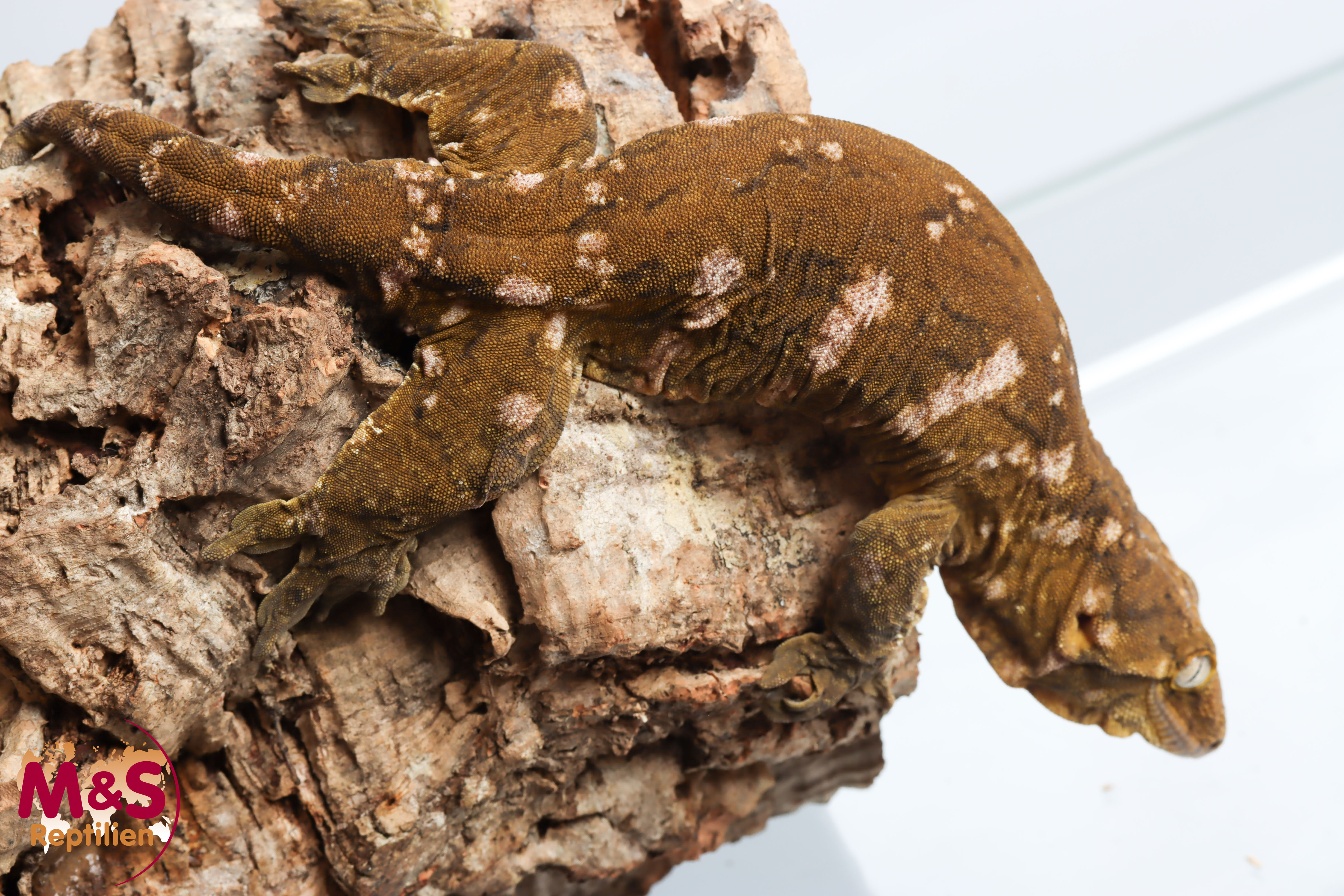1.0 (Male) Sybling Hypo Riesengecko NZ´22 (adult) Rhacodactylus leachianus