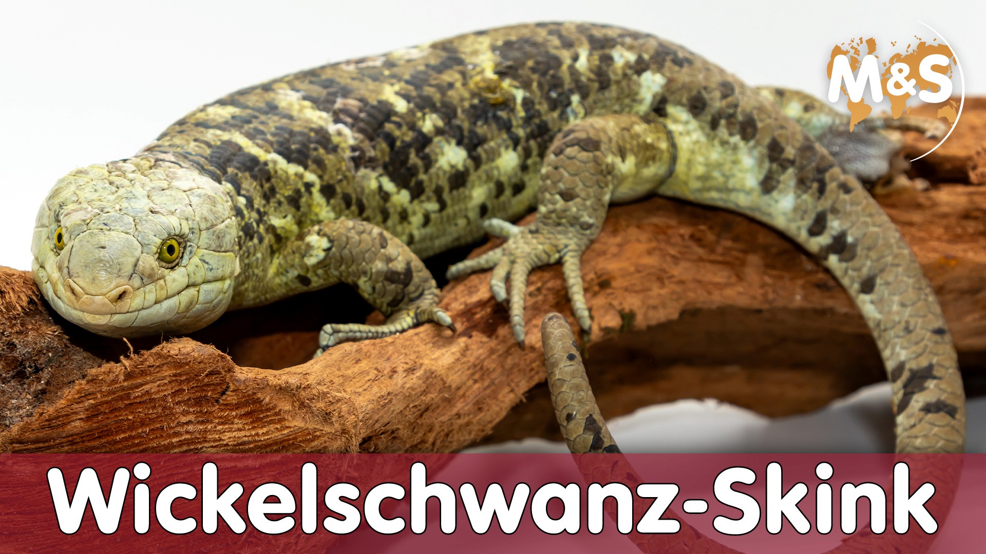 Wickelschwanz-Skink | Corucia zebrata
