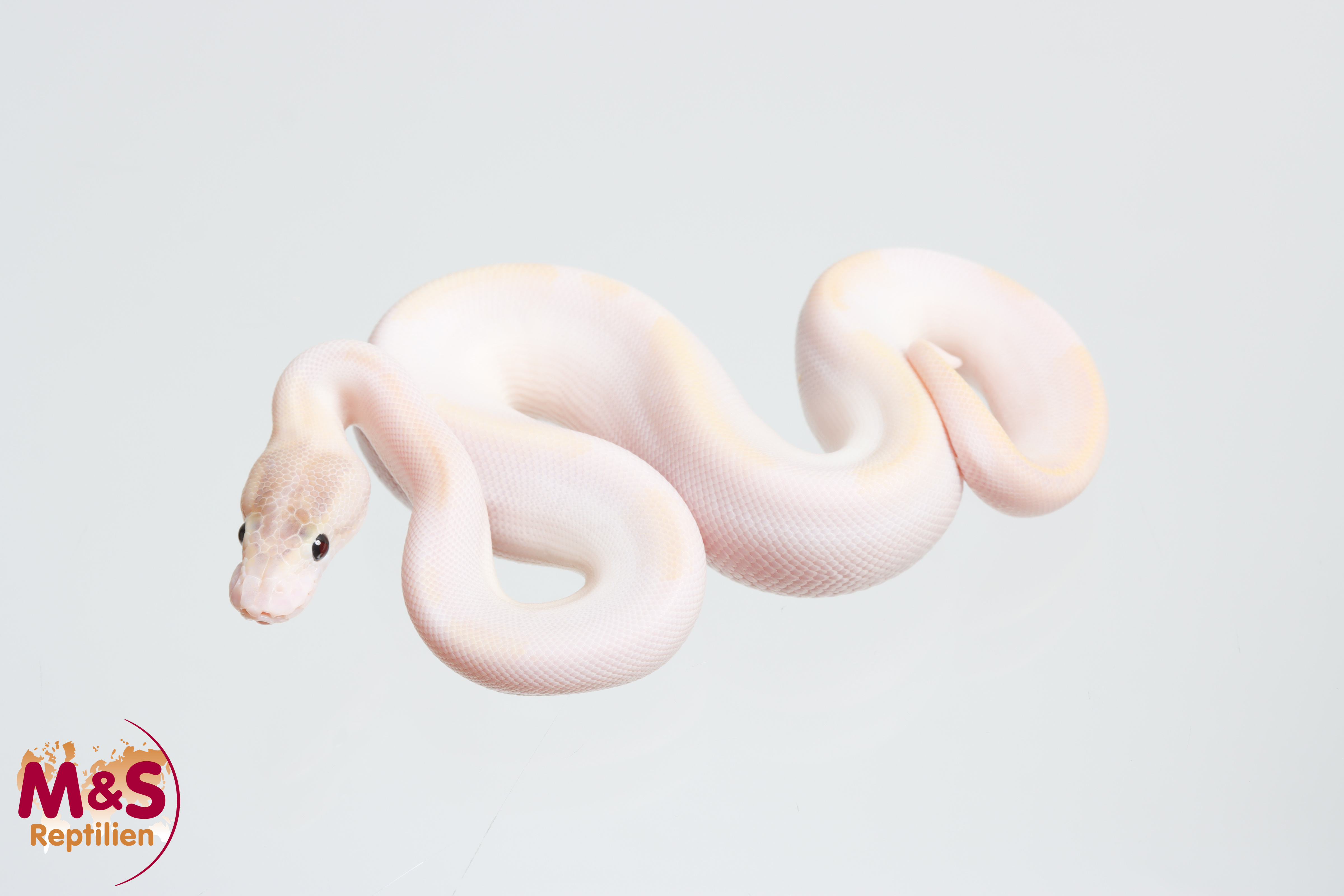 0.1 (Female) Piebald - Ivory Königspython NZ´M&S´26 Python regius
