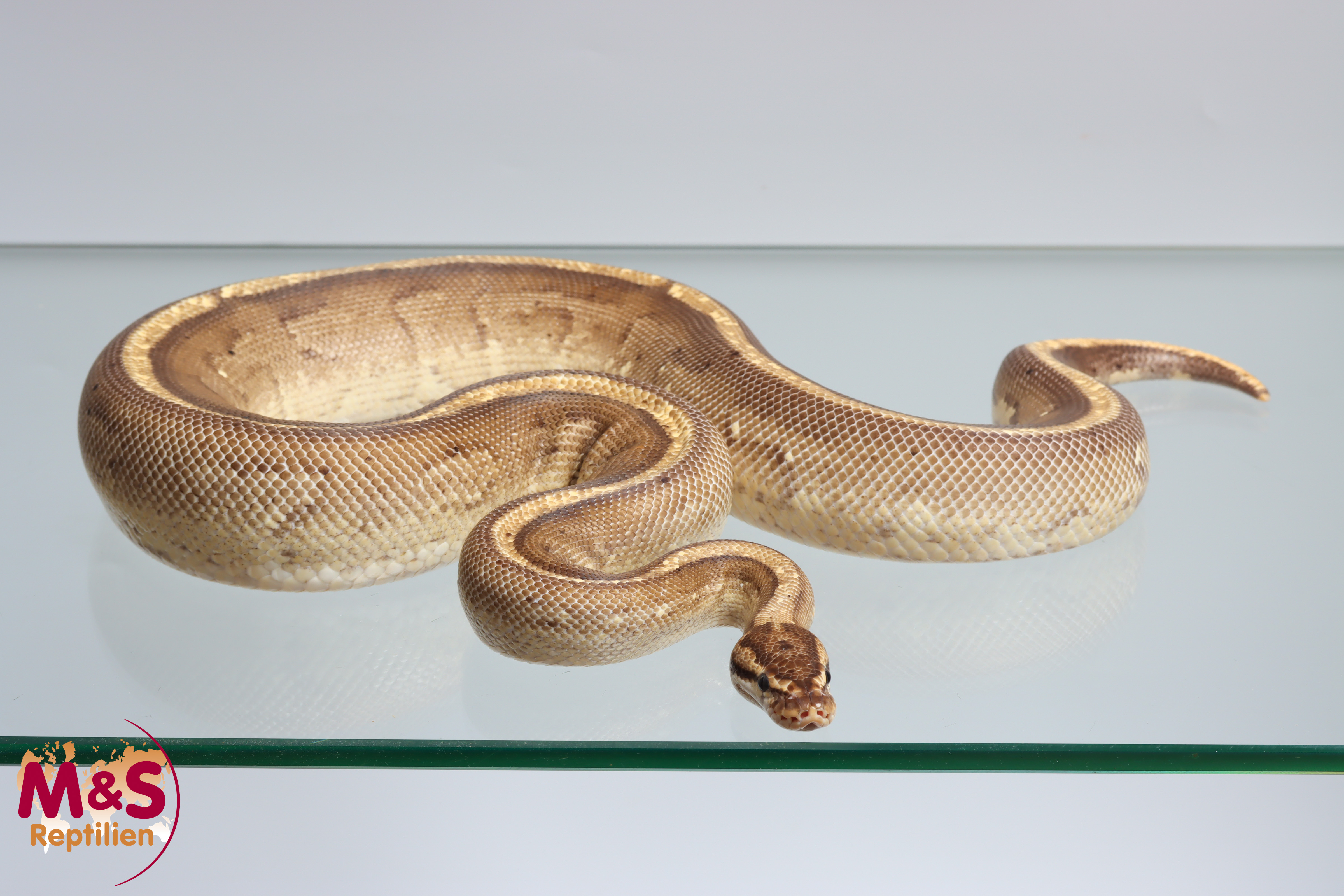 1.0 (Male) Super Stripe (Specter - Yellowbelly) Königspython NZ´18 (adult) Python regius