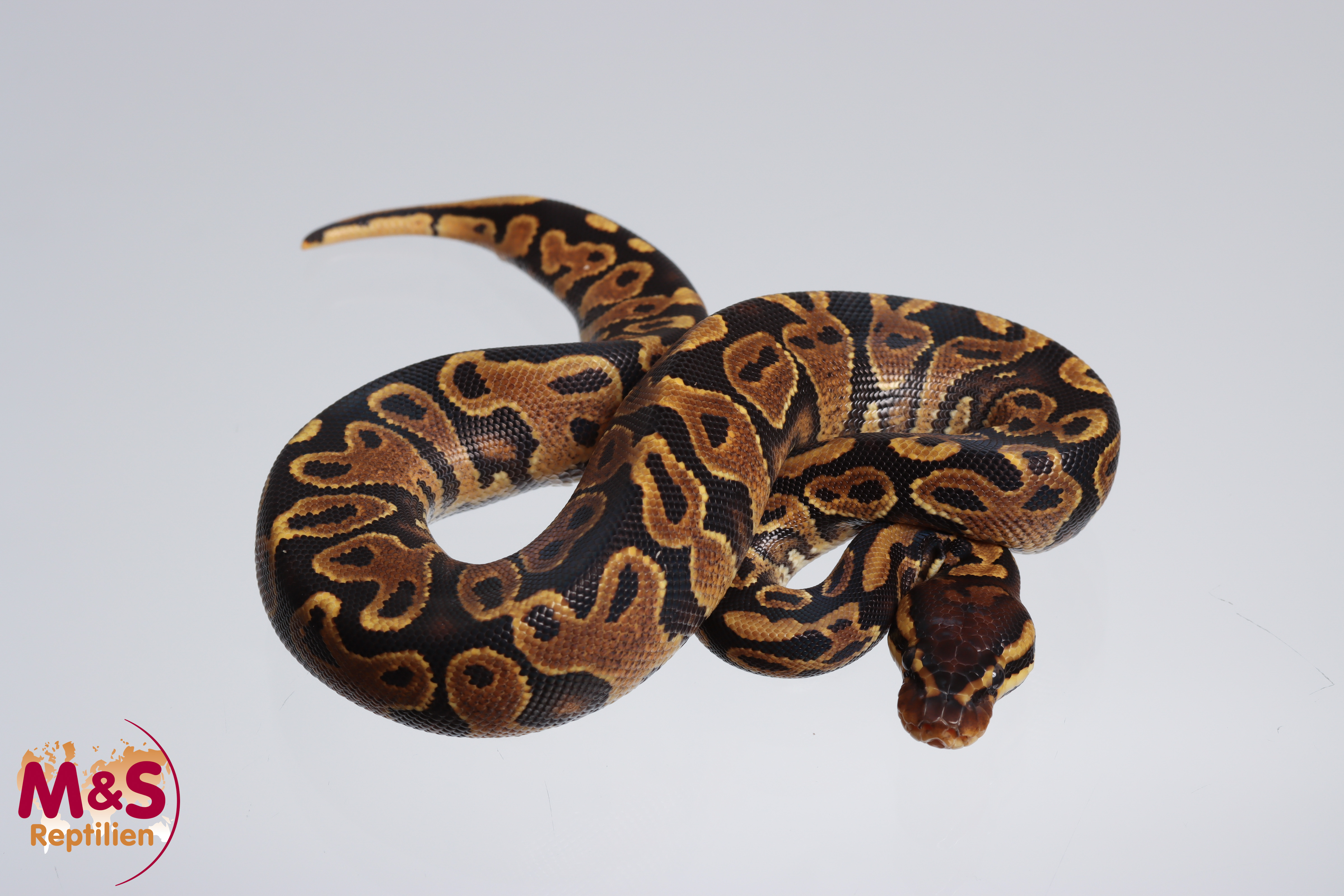 0.1 (Female) poss. Gravel Königspython NZ´M&S´23 Python regius