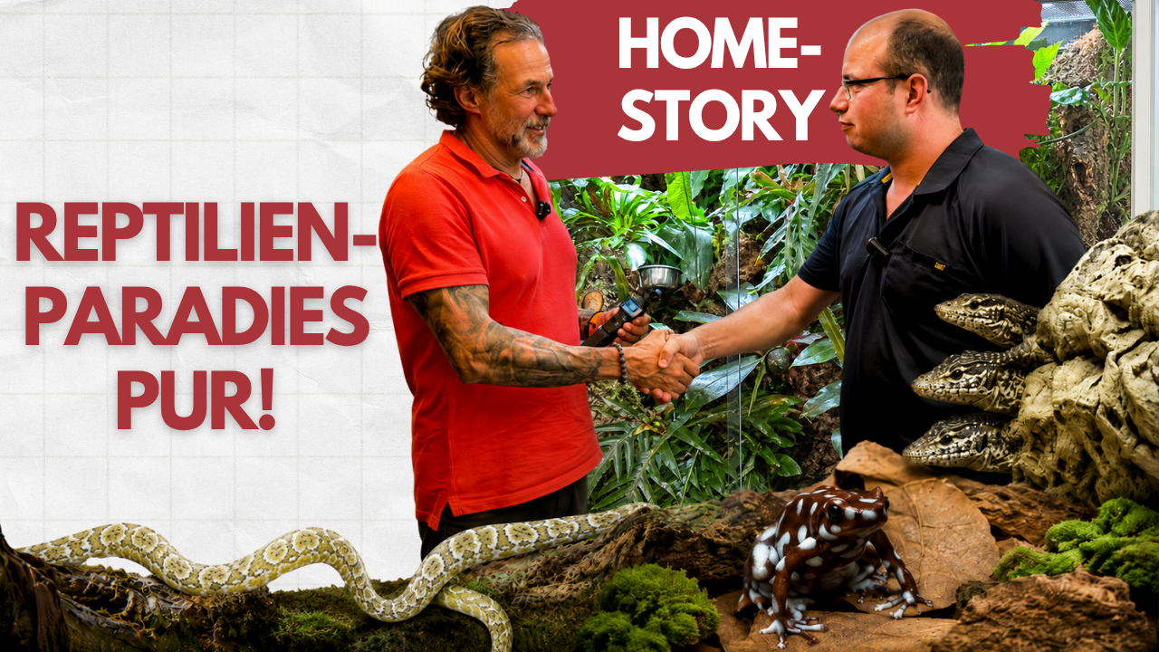 Homestory - SO müssen Terrarien aussehen! 🦎- Besuch bei Ramon