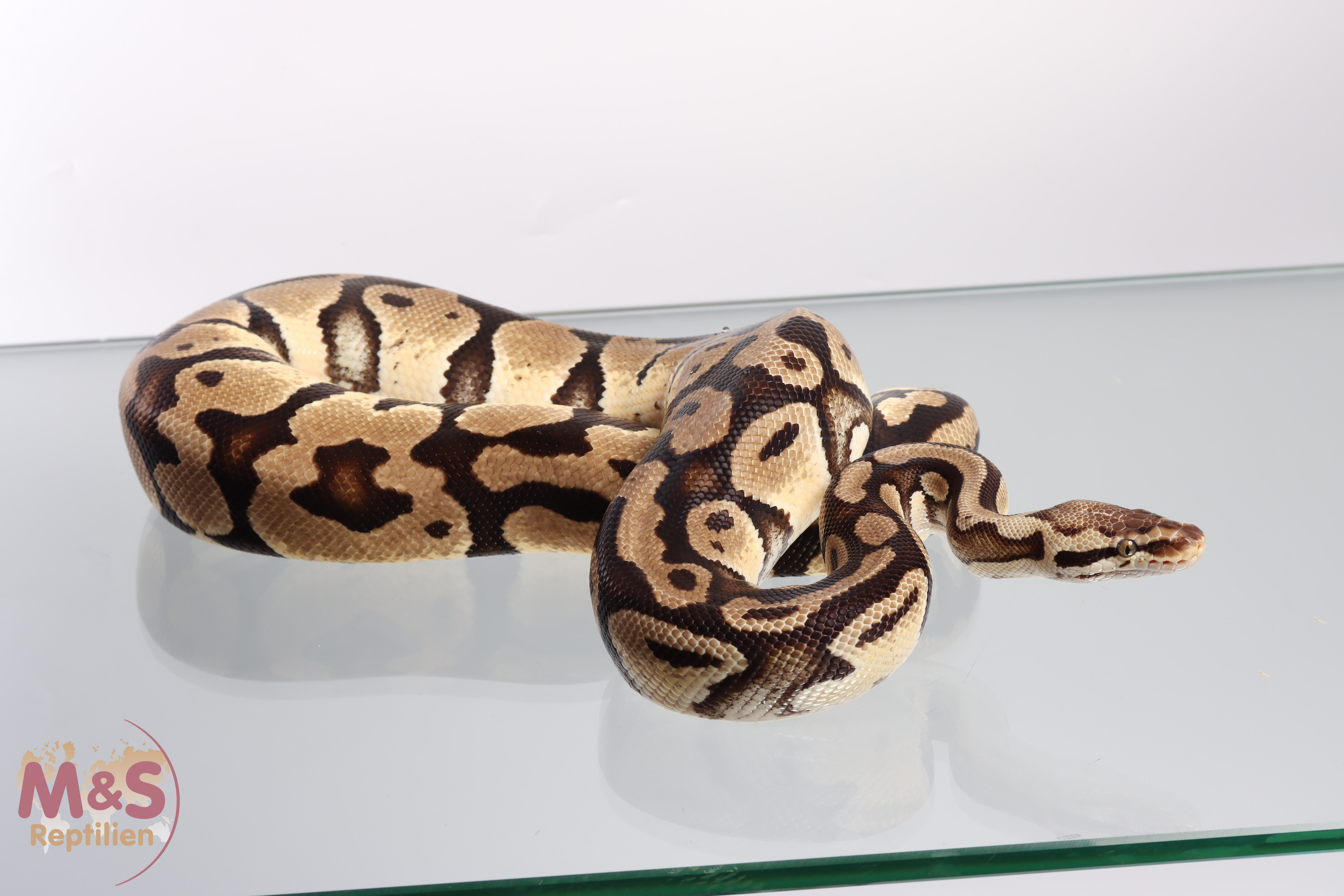 Male (1.0) Pastel 100% hetero Clown NZ´M&S´12 Python regius