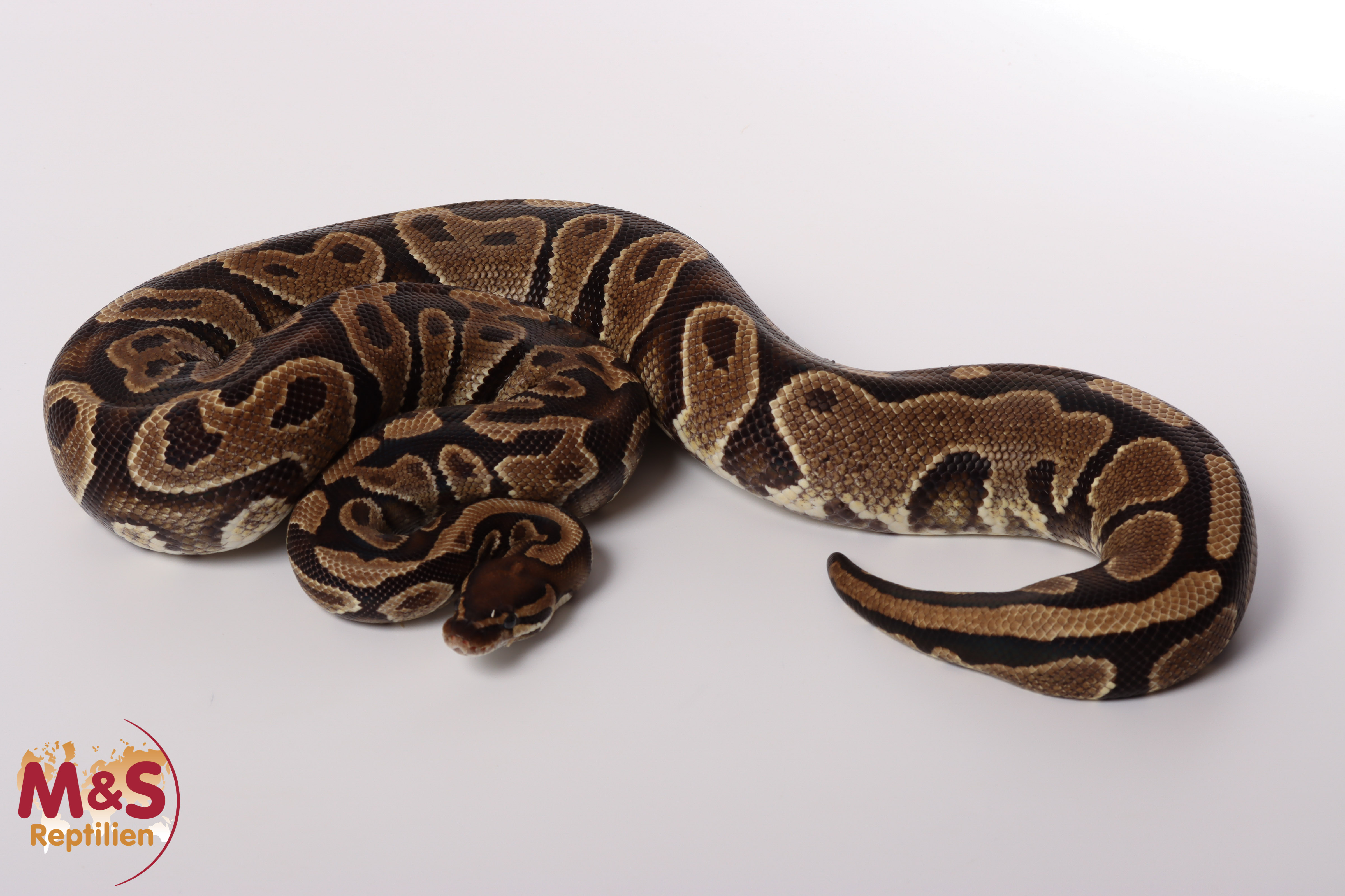 0.1 (Female) poss. Gravel Königspython NZ´M&S´17 Python regius