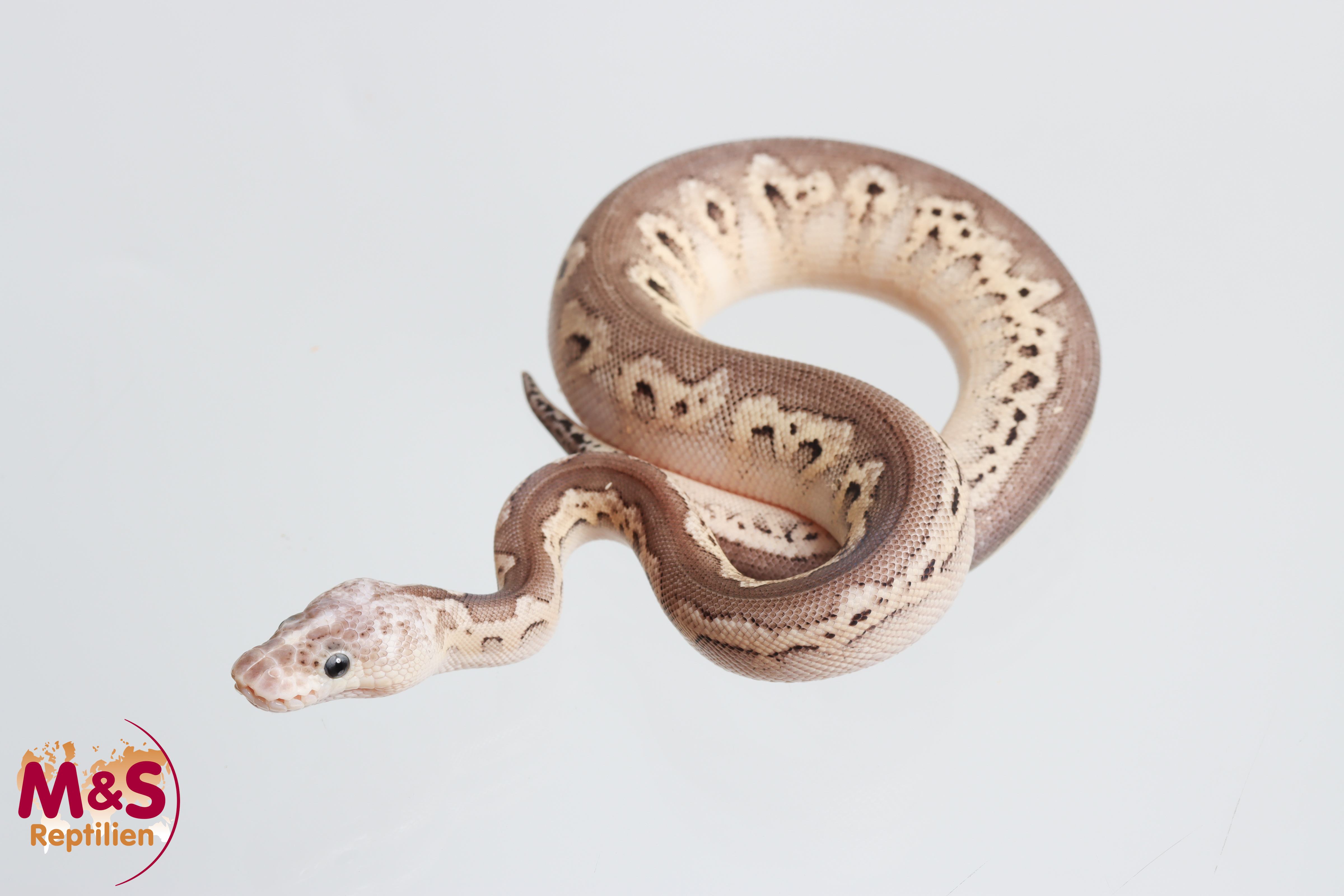 0.1 (Female) Clown - Cinnamon - Pastel Königspython NZ´M&S´26 Python regius