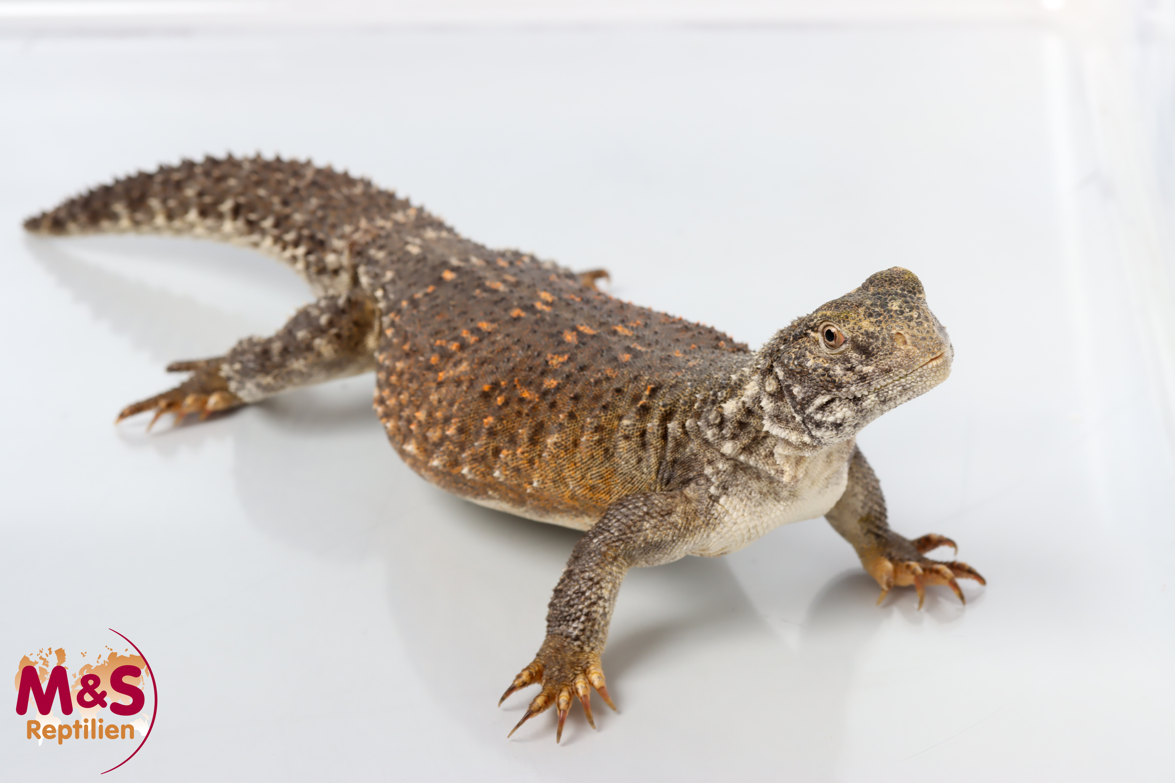 0.1 (Female) Irakische Dornschwanzagame NZ´24 (ca.35 cm) Saara loricata (Originalbild)