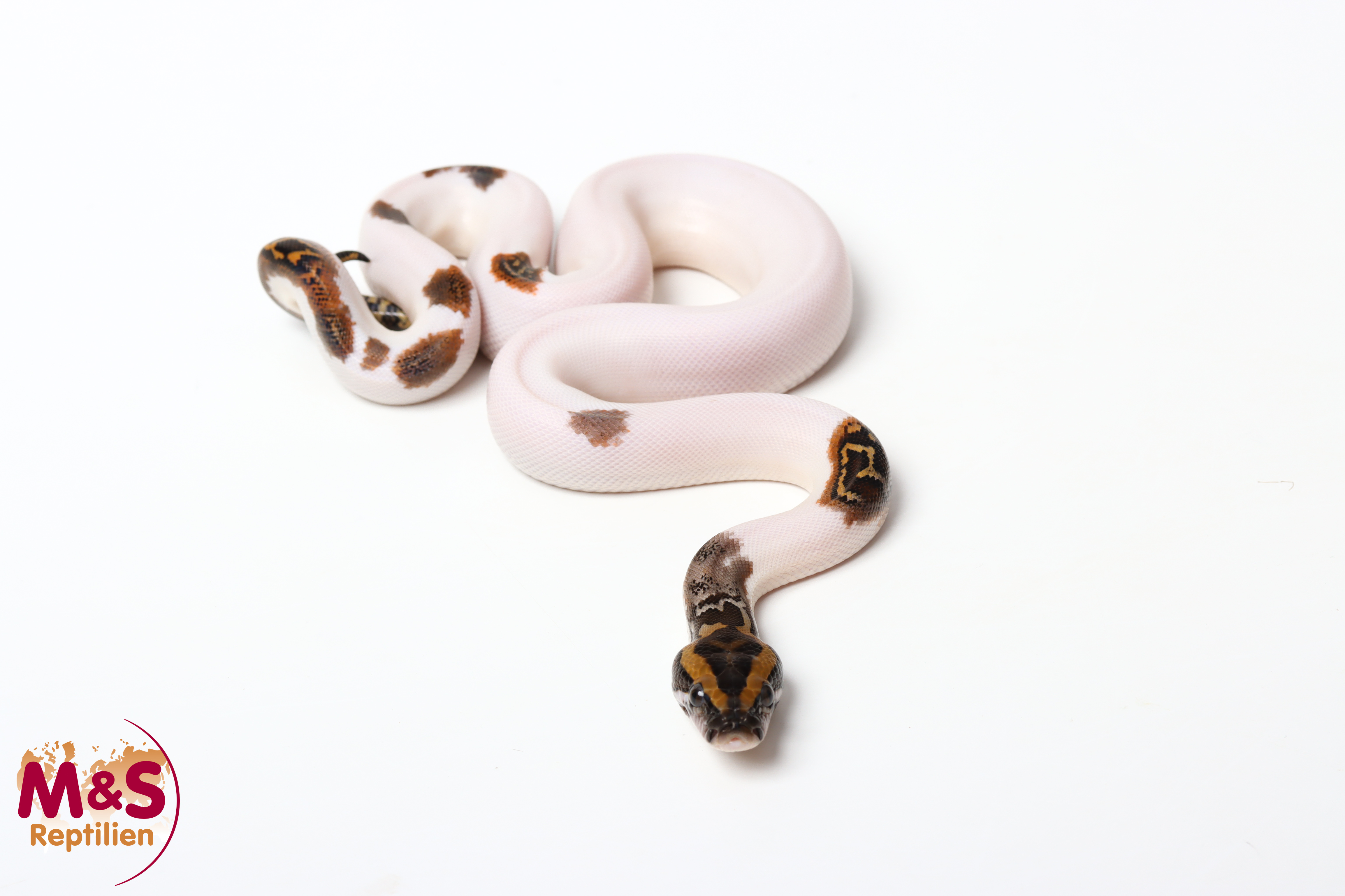 1.0 (Male) Piebald 100% hetero Caramel Tigerpython NZ'26 (ca.40cm) Python bivittatus