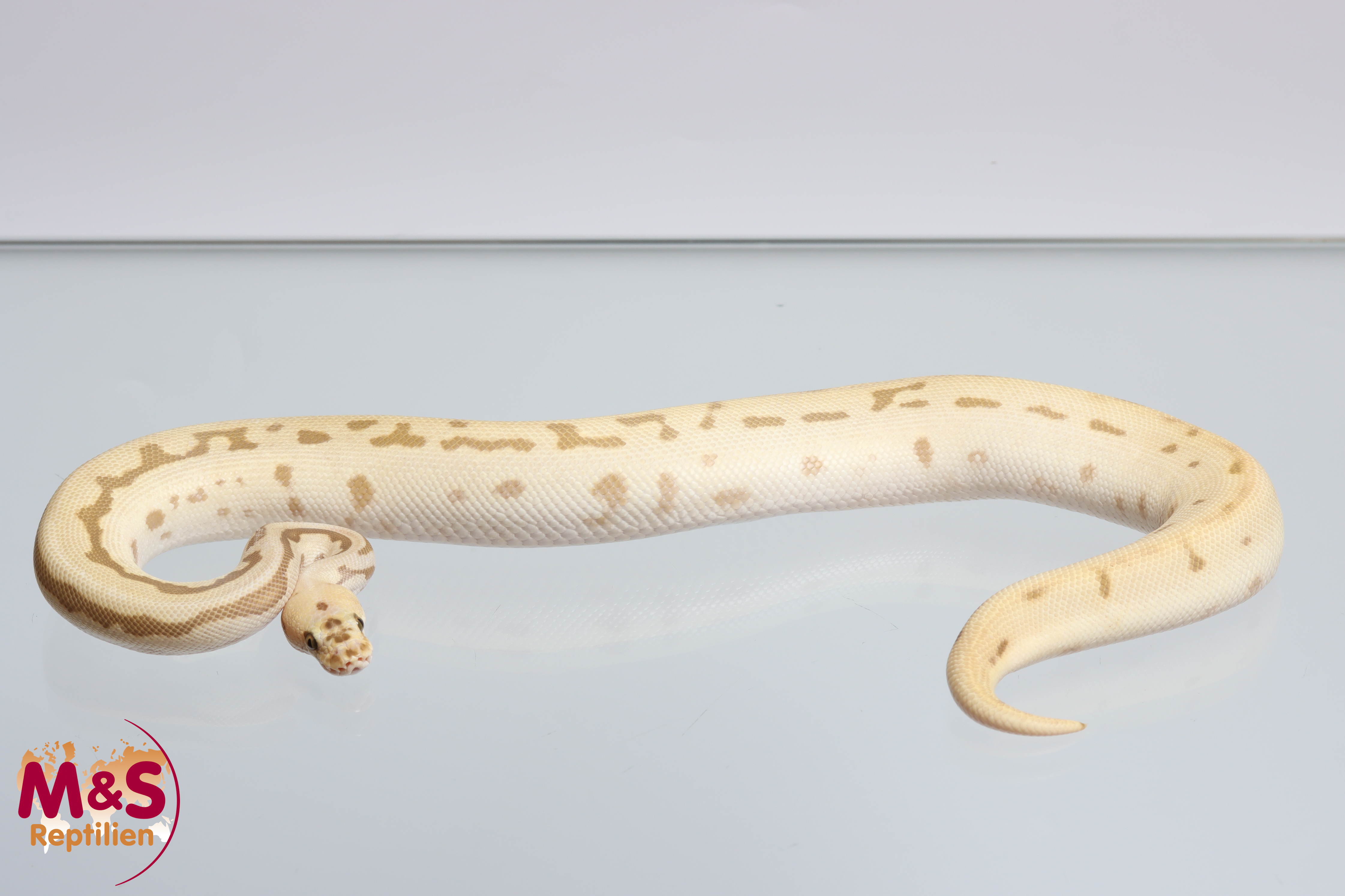 1.0 (Male) Clown Butter Leopard Pinstripe Spotnose ( Batman-Butter-Pinstripe) poss.Blade Königspython NZ´24 (subadult) Python regius