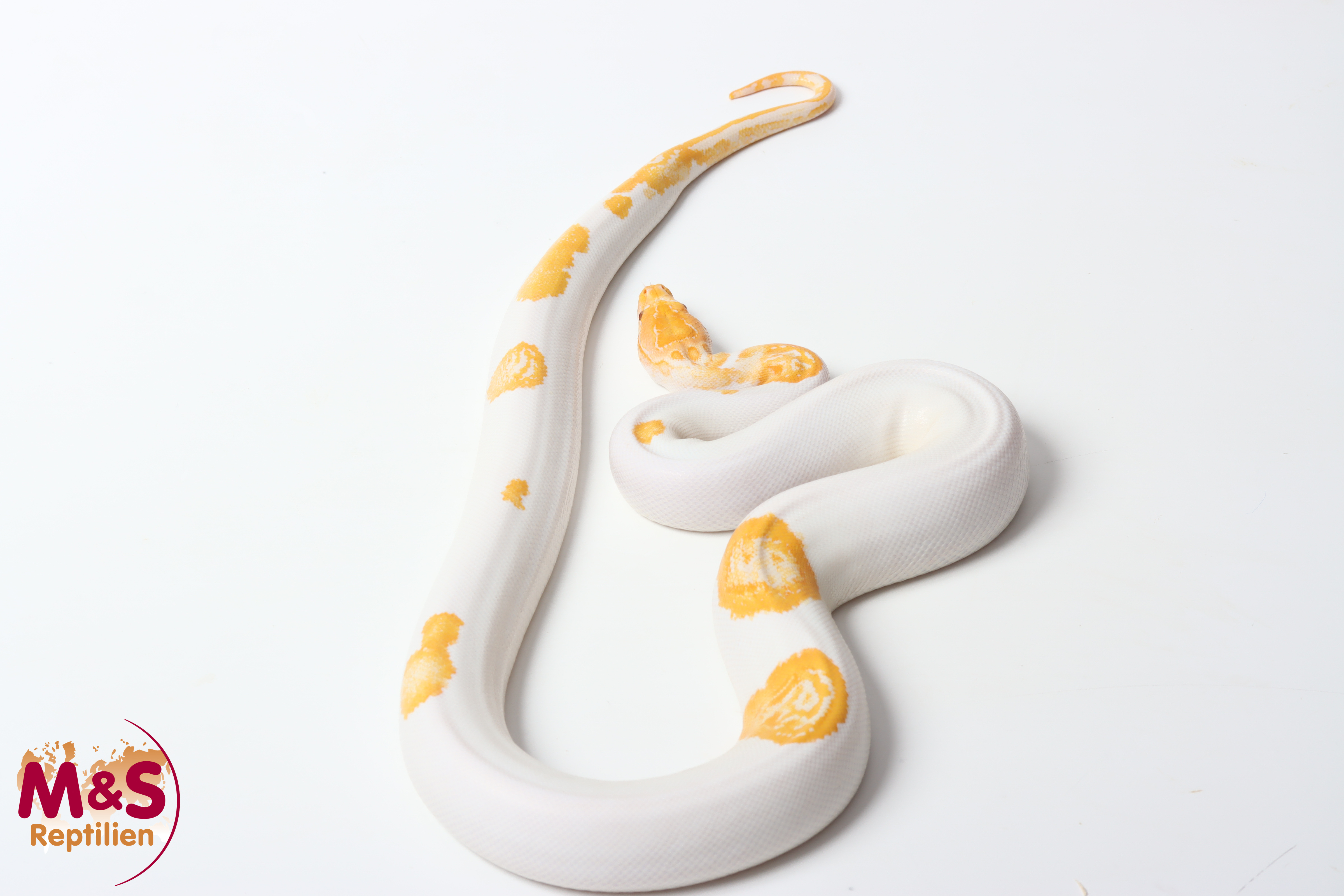 0.1 (Female) Albino Piebald Tigerpython NZ'25 (ca.110cm) Python bivittatus (Originalbild)