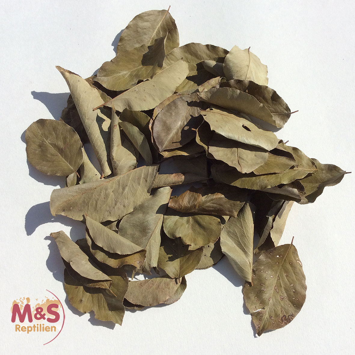 Birnenblätter grün, getrocknet, Futter/Dekoblätter (40 Stück)