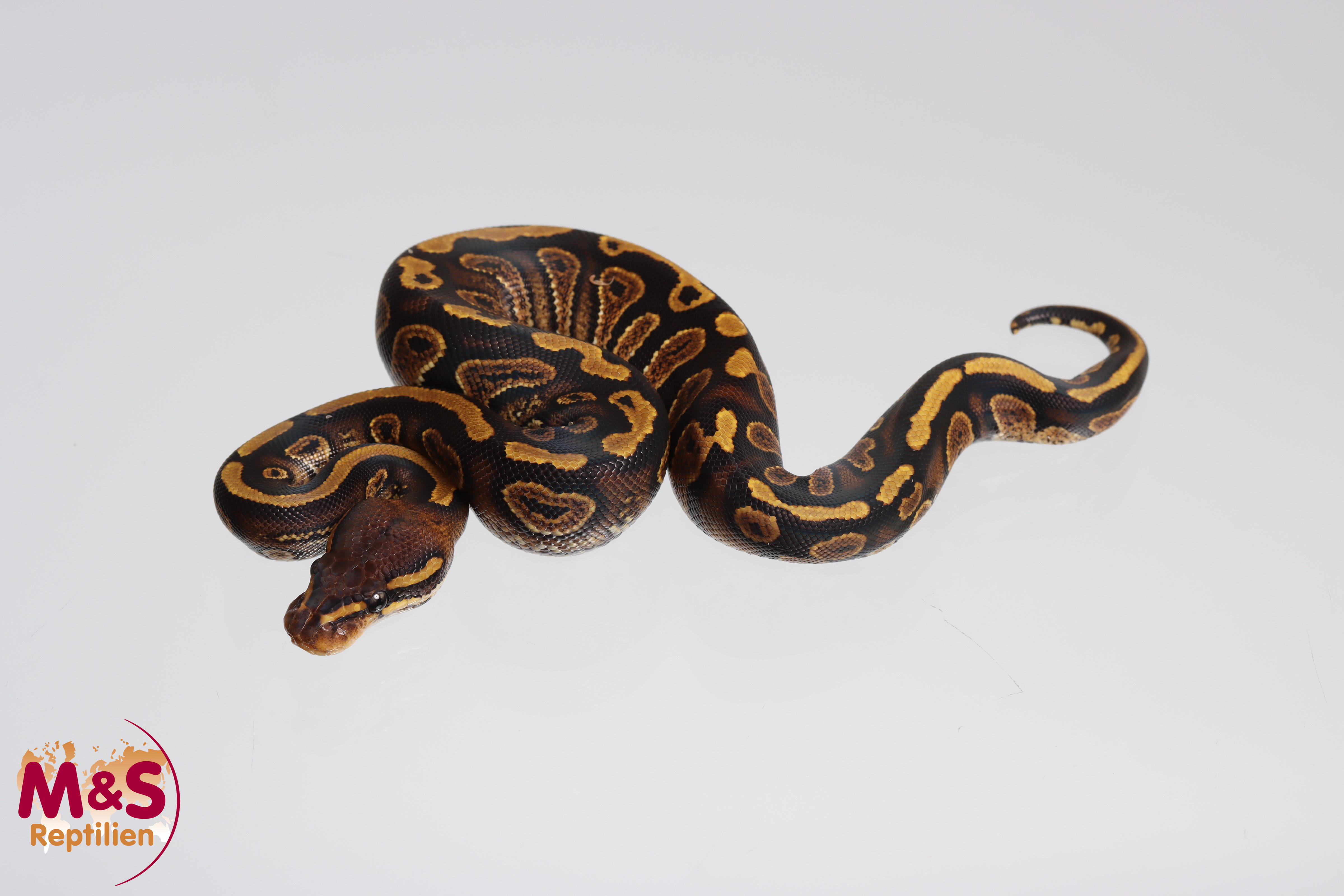 0.1 (Female) Stranger Königspython NZ´M&S´24 Python regius