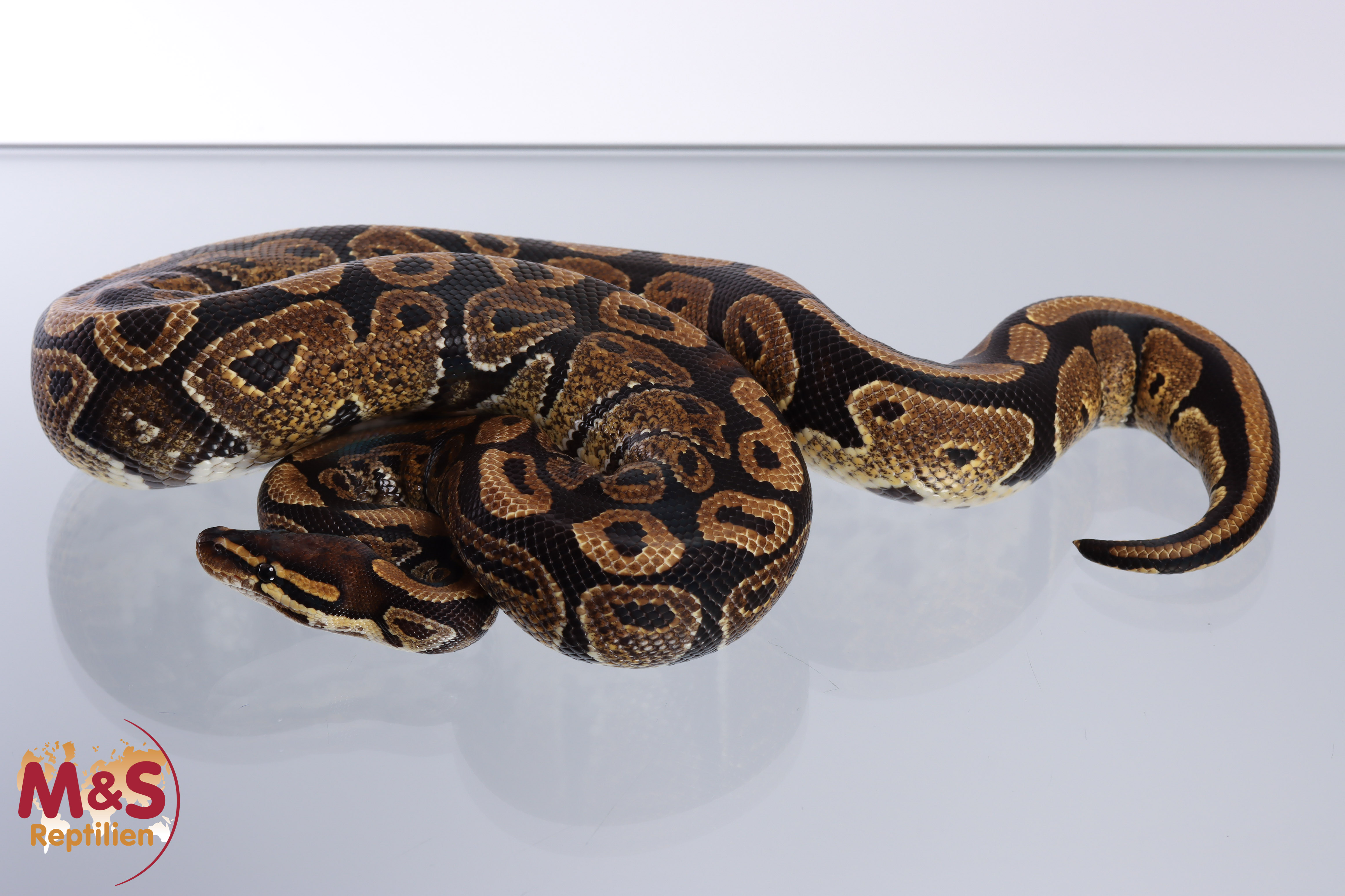 1.0 (Male) 66% poss het. Sunset 50% poss het. Ultramel Königspython NZ´M&S´20 Python regius